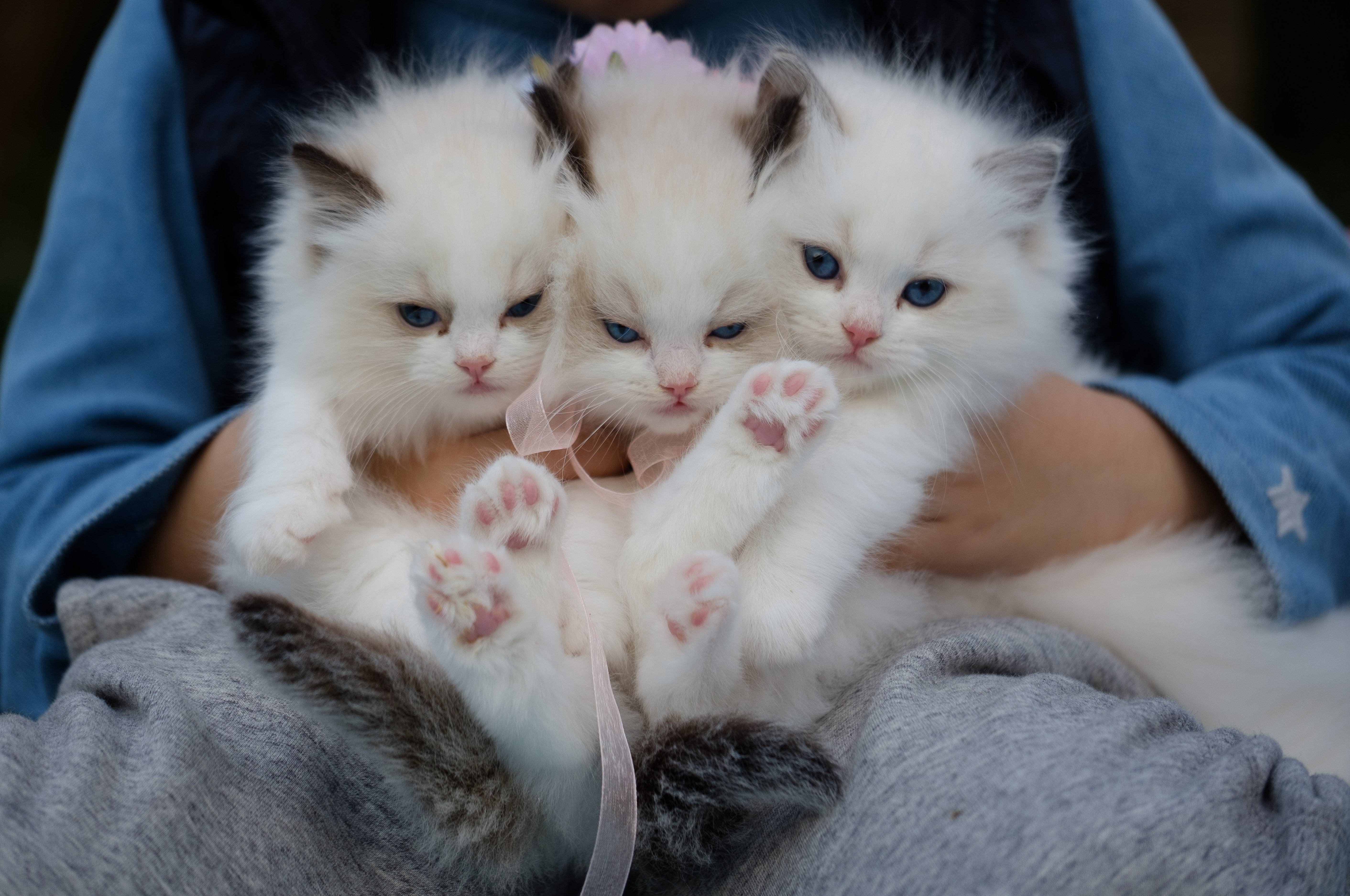 close-up-photo-of-a-hand-holding-three-white-kittens-1643456.jpg