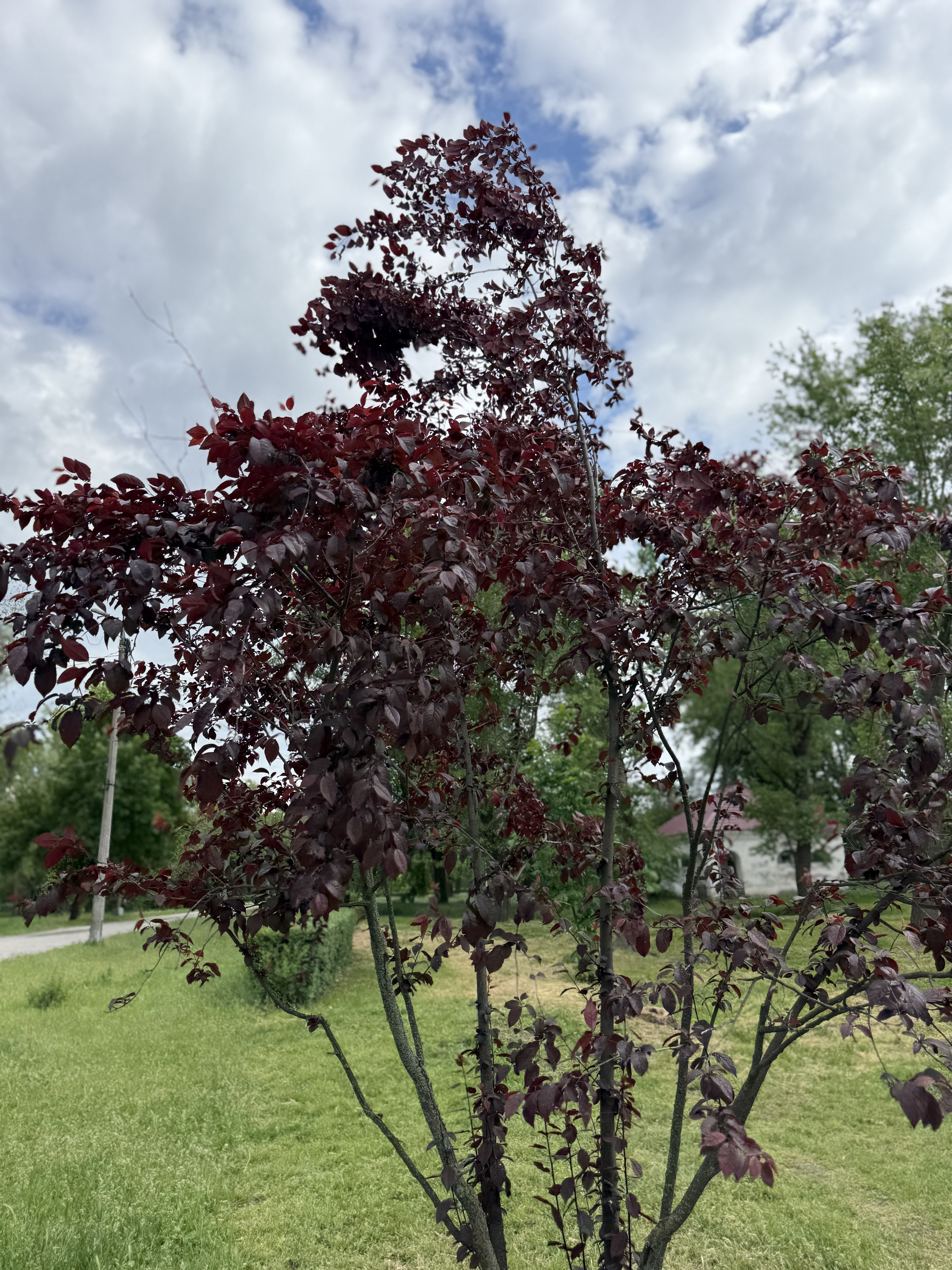 IMG_2866.jpeg