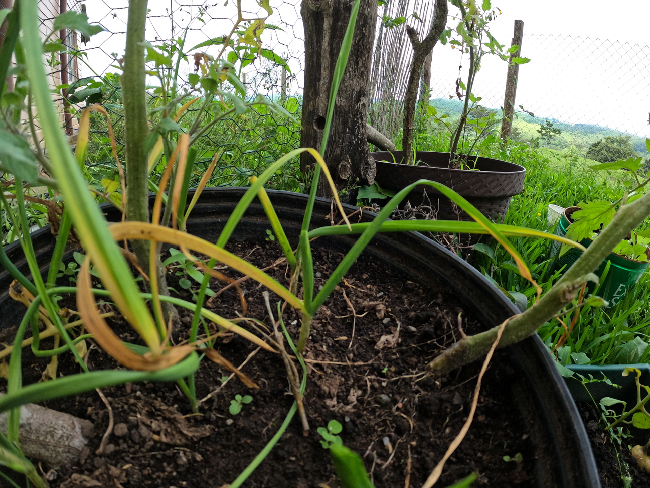 small-garlic-growing.jpg