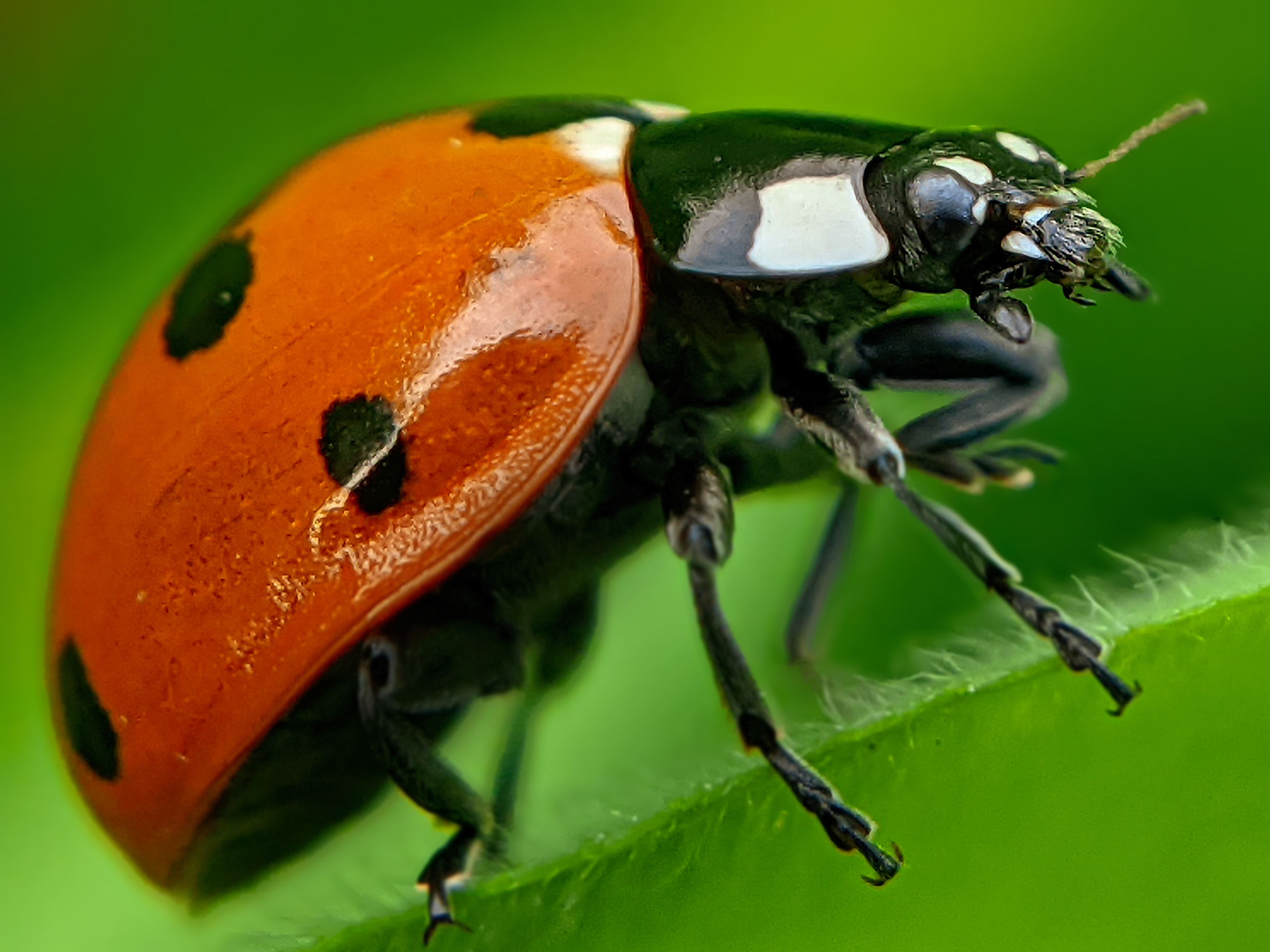 ladybird (1).jpg