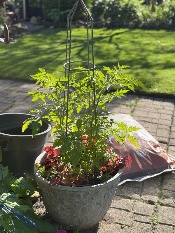 hivegarden-cherry-tomato.jpg
