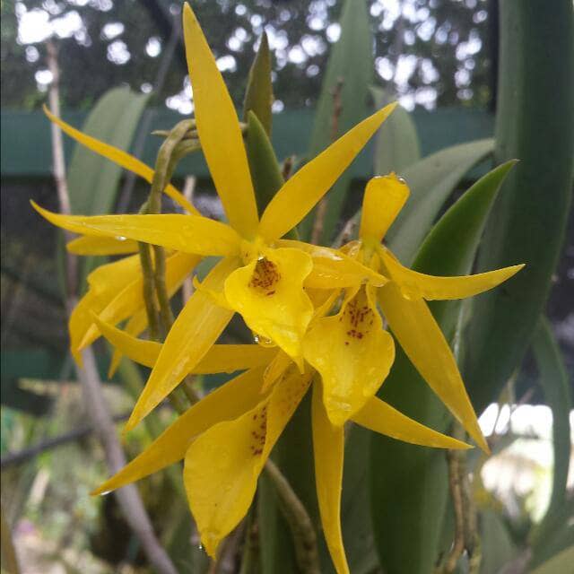 orquideaamarilla.jpg