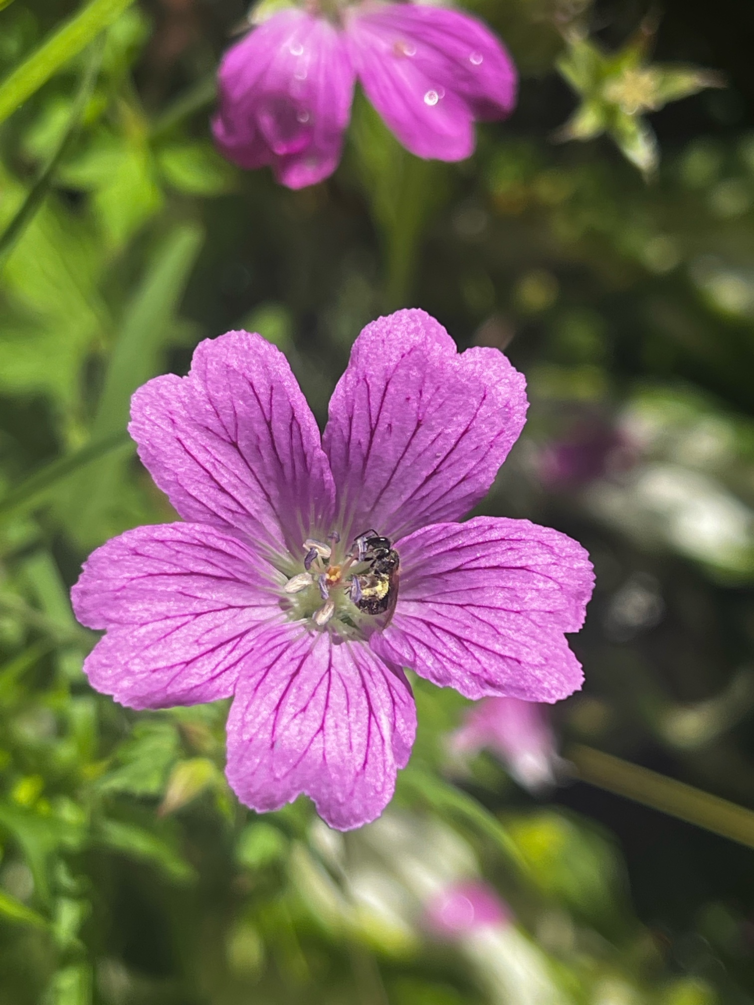 IMG_2847.jpeg