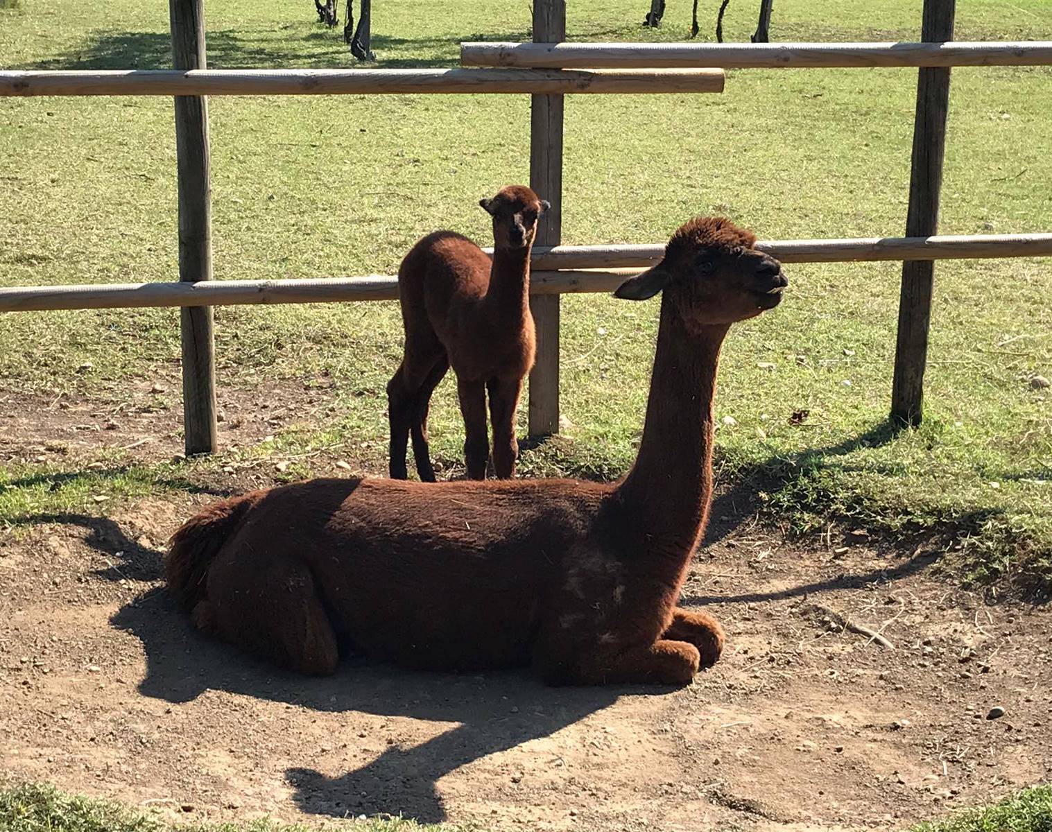 Alpaca madre e hijo.jpg