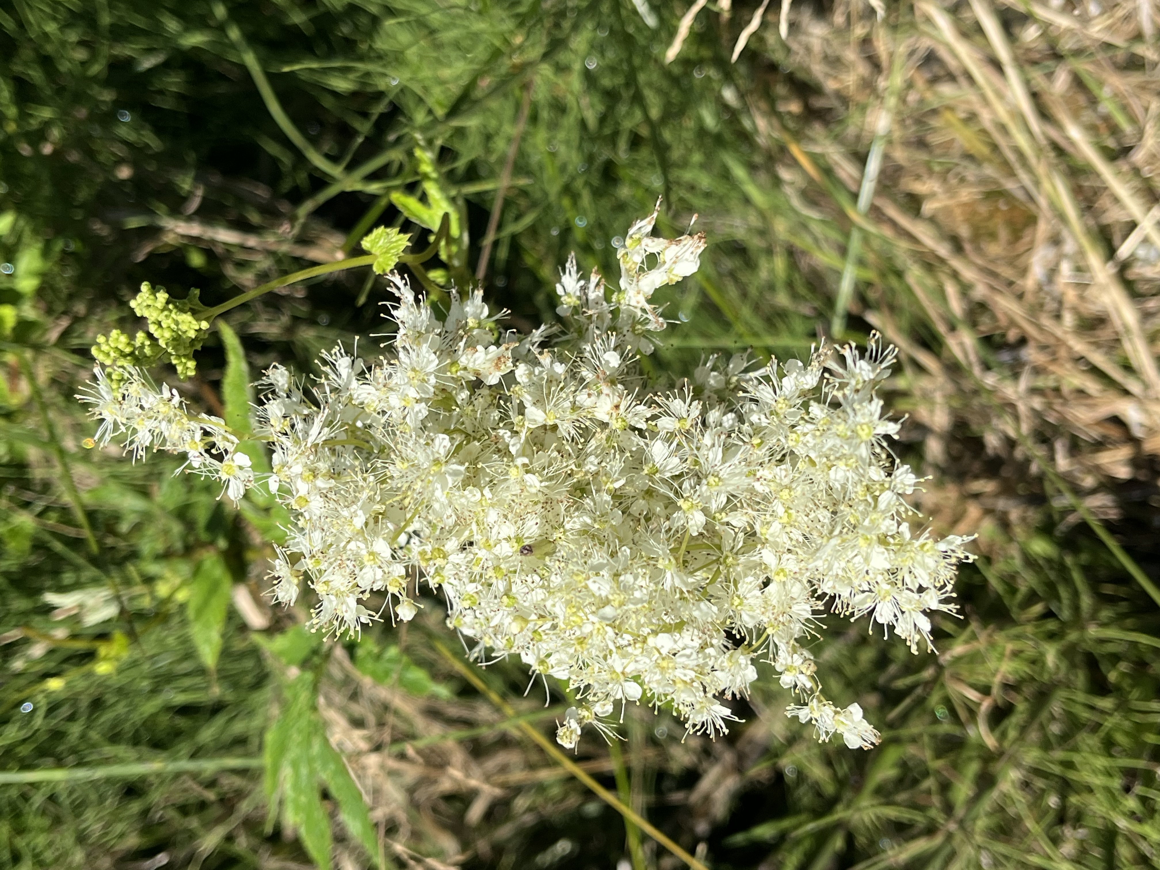IMG_1497.jpeg