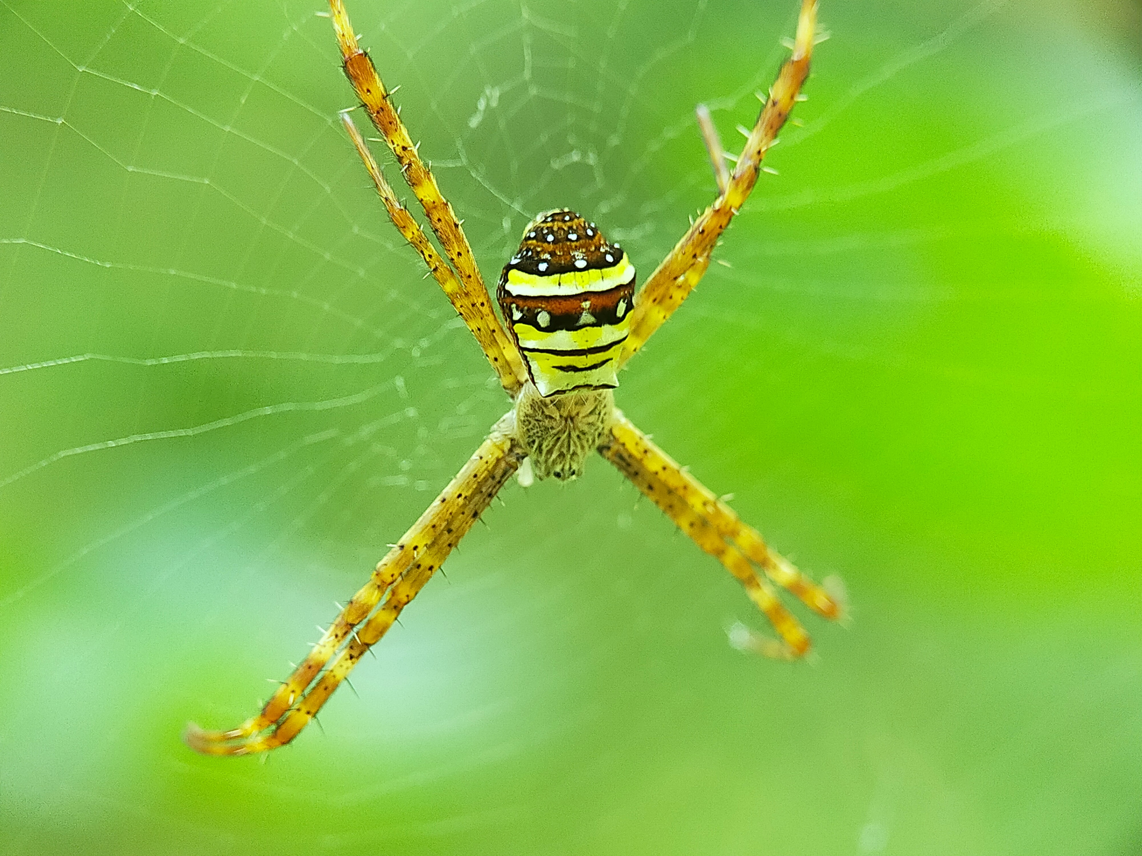Spider (16).jpg