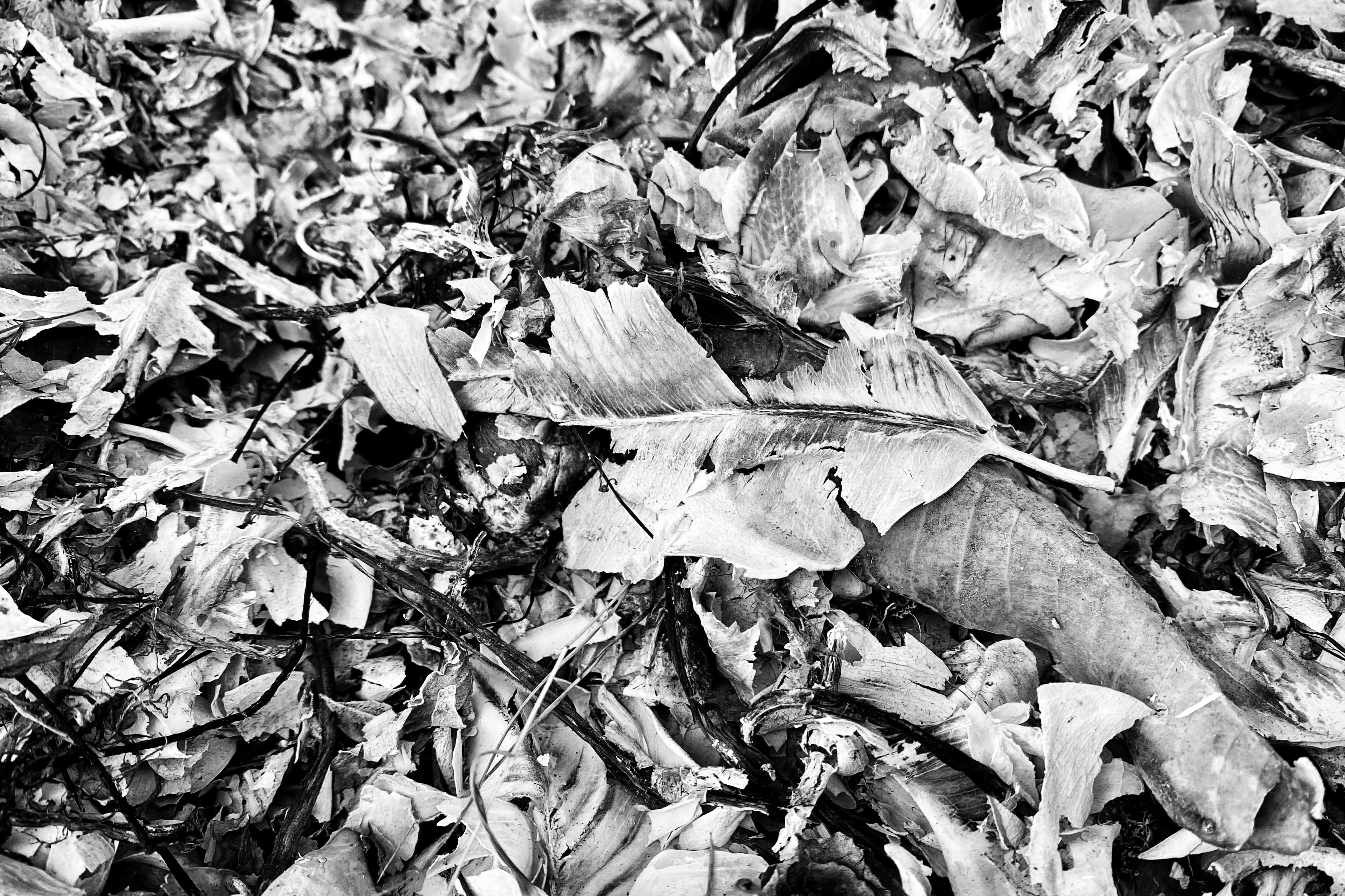 image00001 (2) (6)-01-min.jpeg