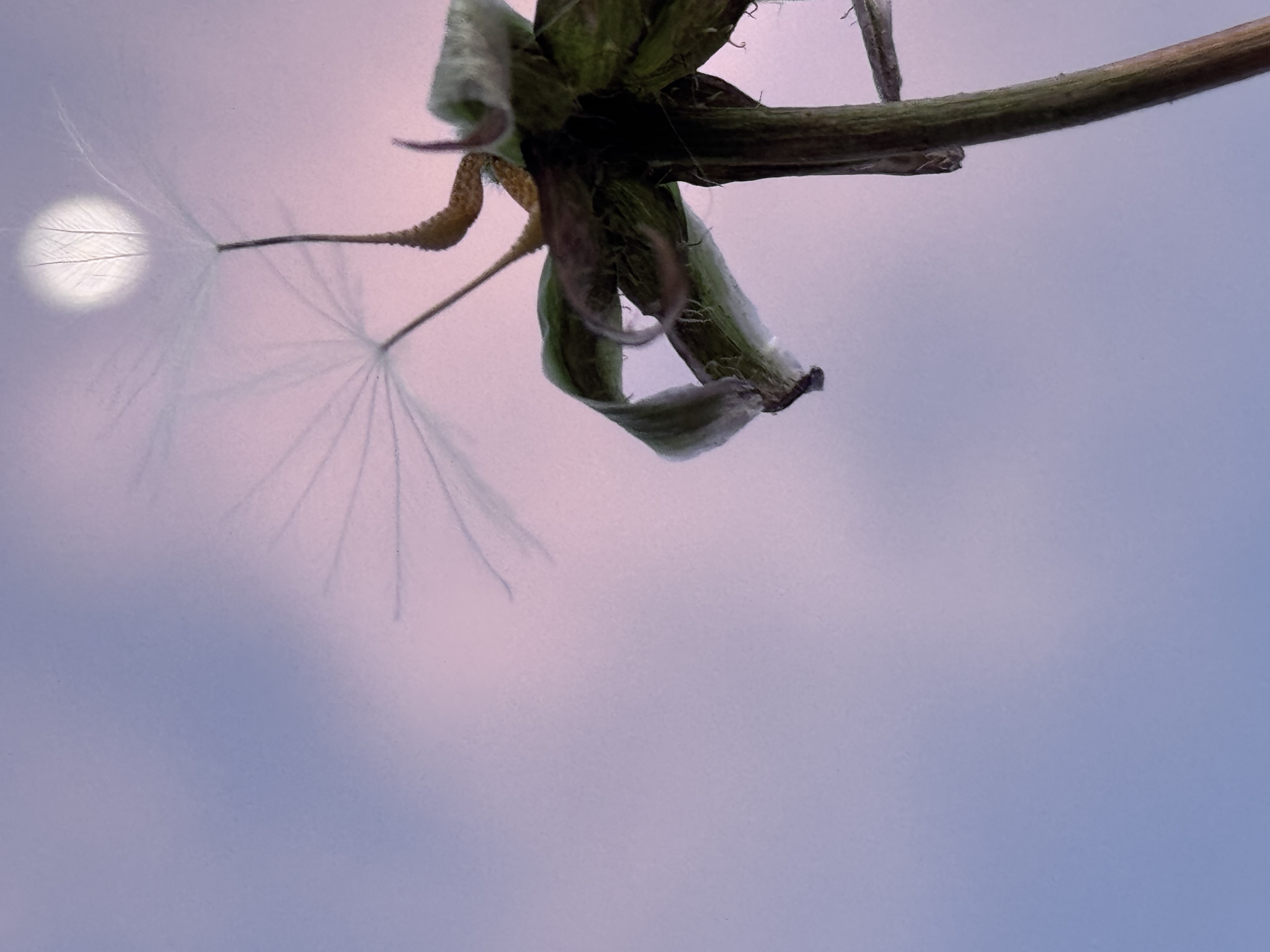 IMG_6973.jpeg