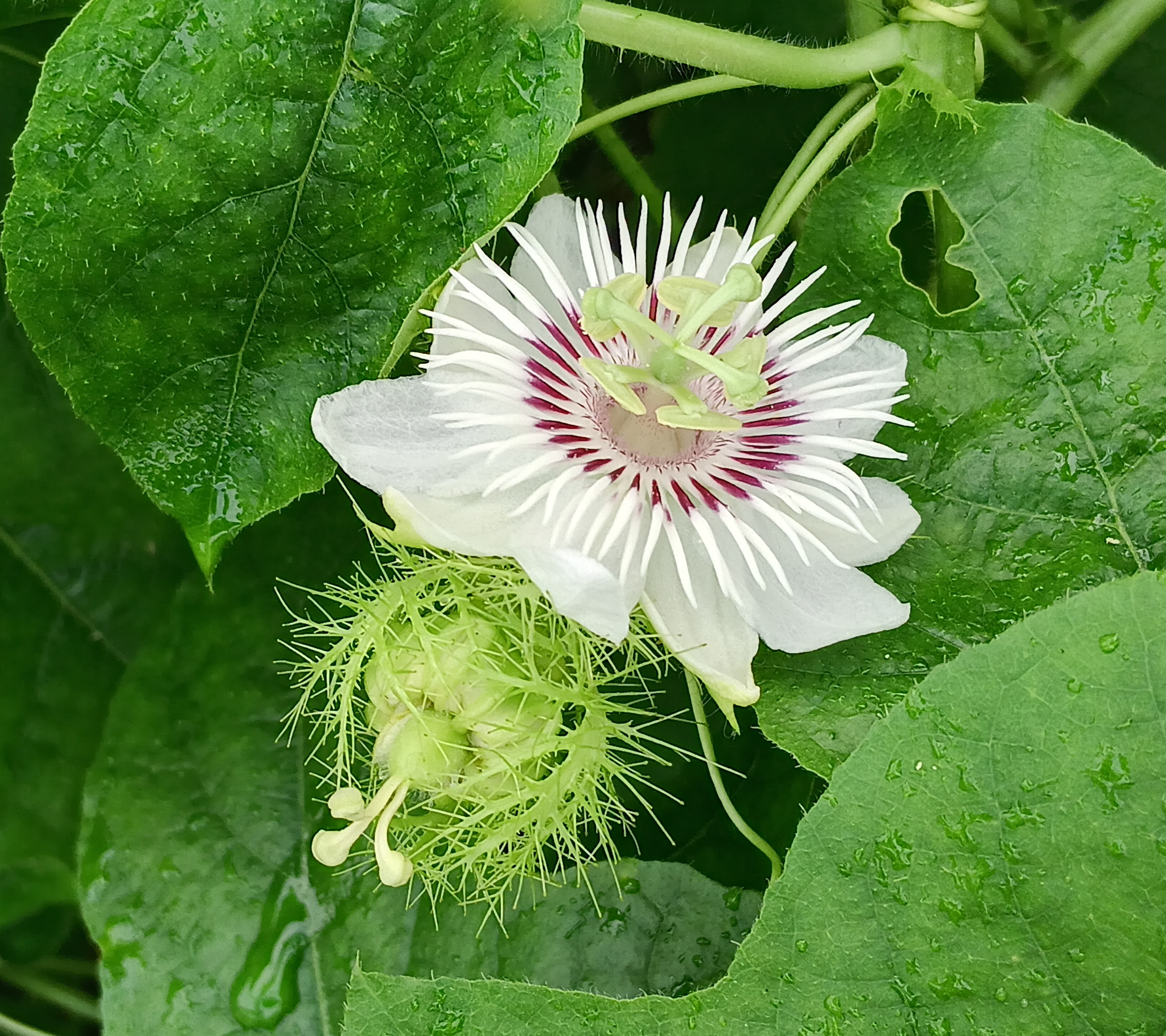 20250718_054840.jpg