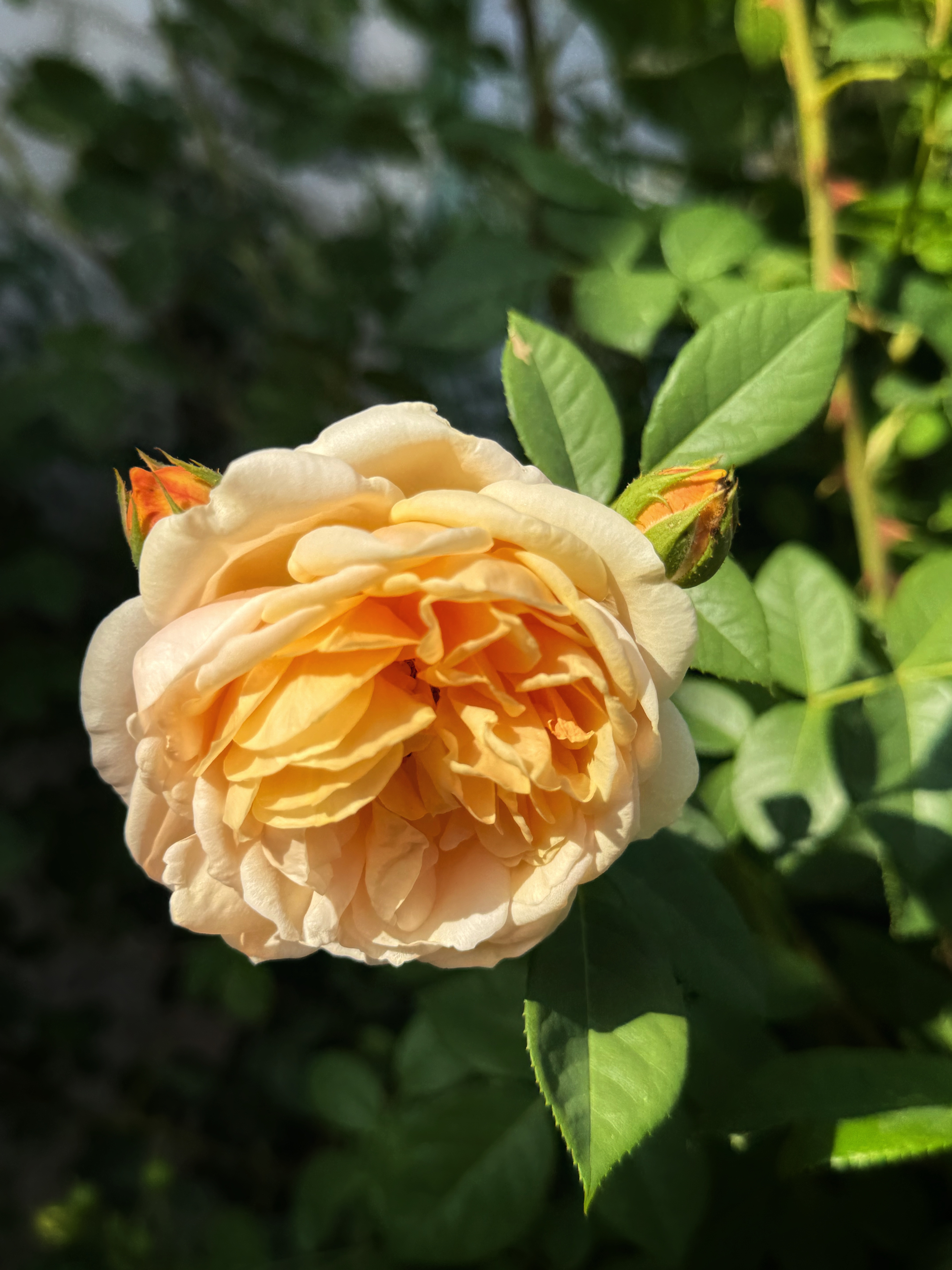 IMG_4063.jpeg