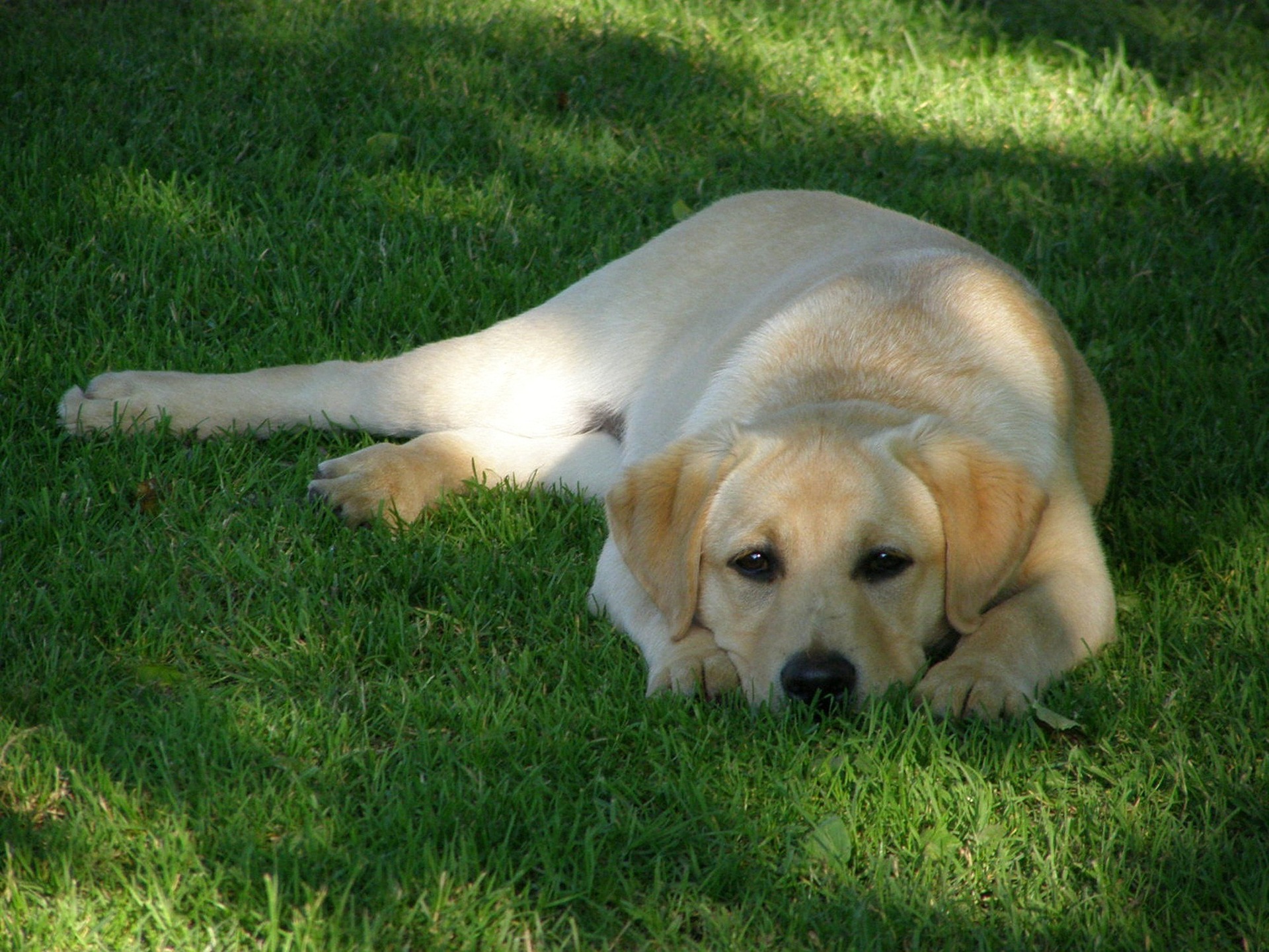 labrador-retriver-g7ba5b98e7_1920.jpg