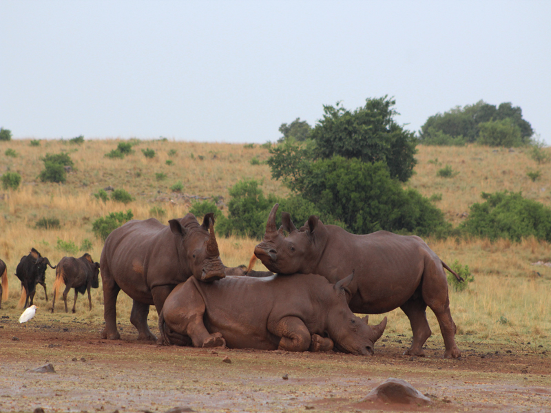 3_White-rhino_Author_DJ.jpg