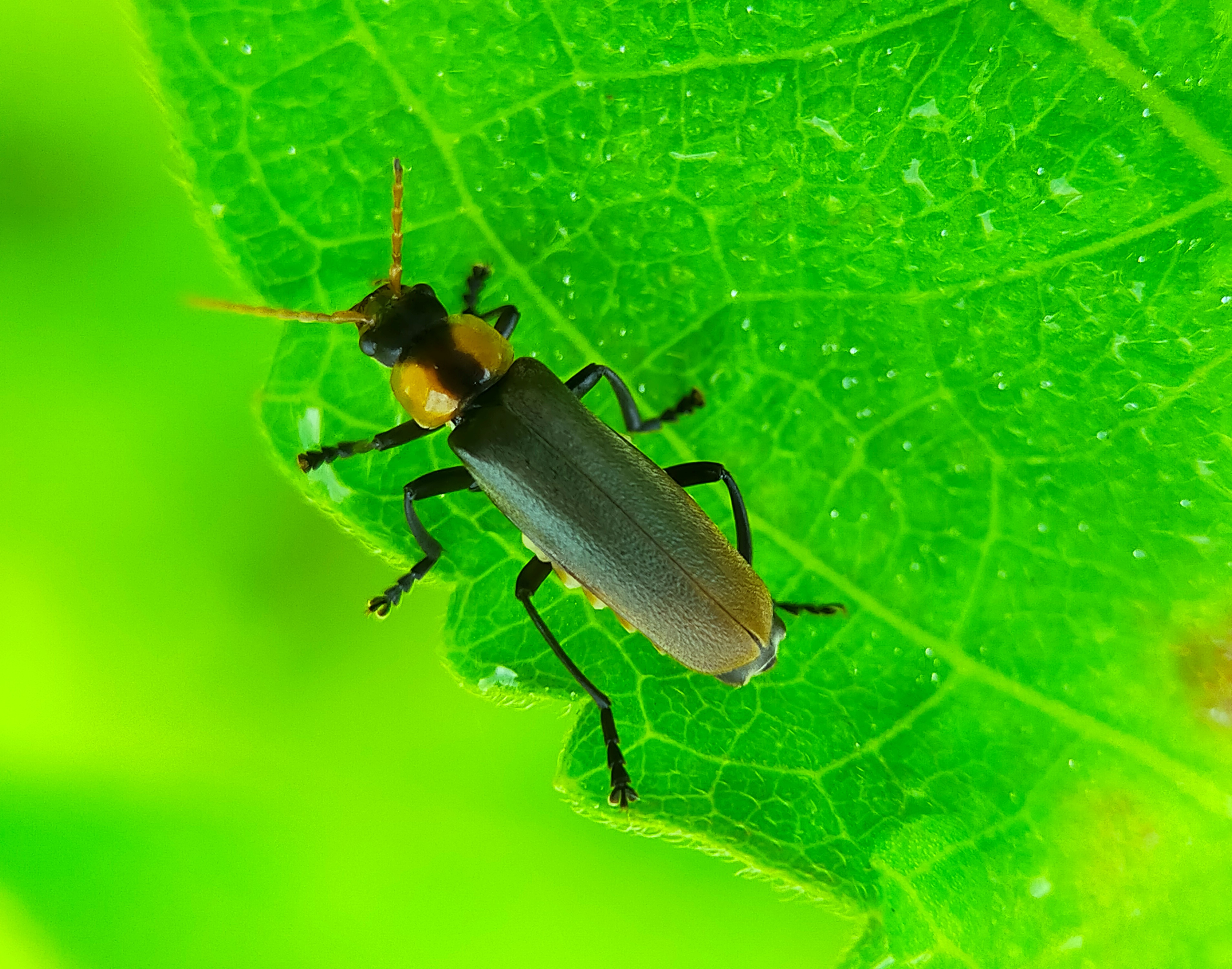 Chauliognathus lugubris (42).jpg