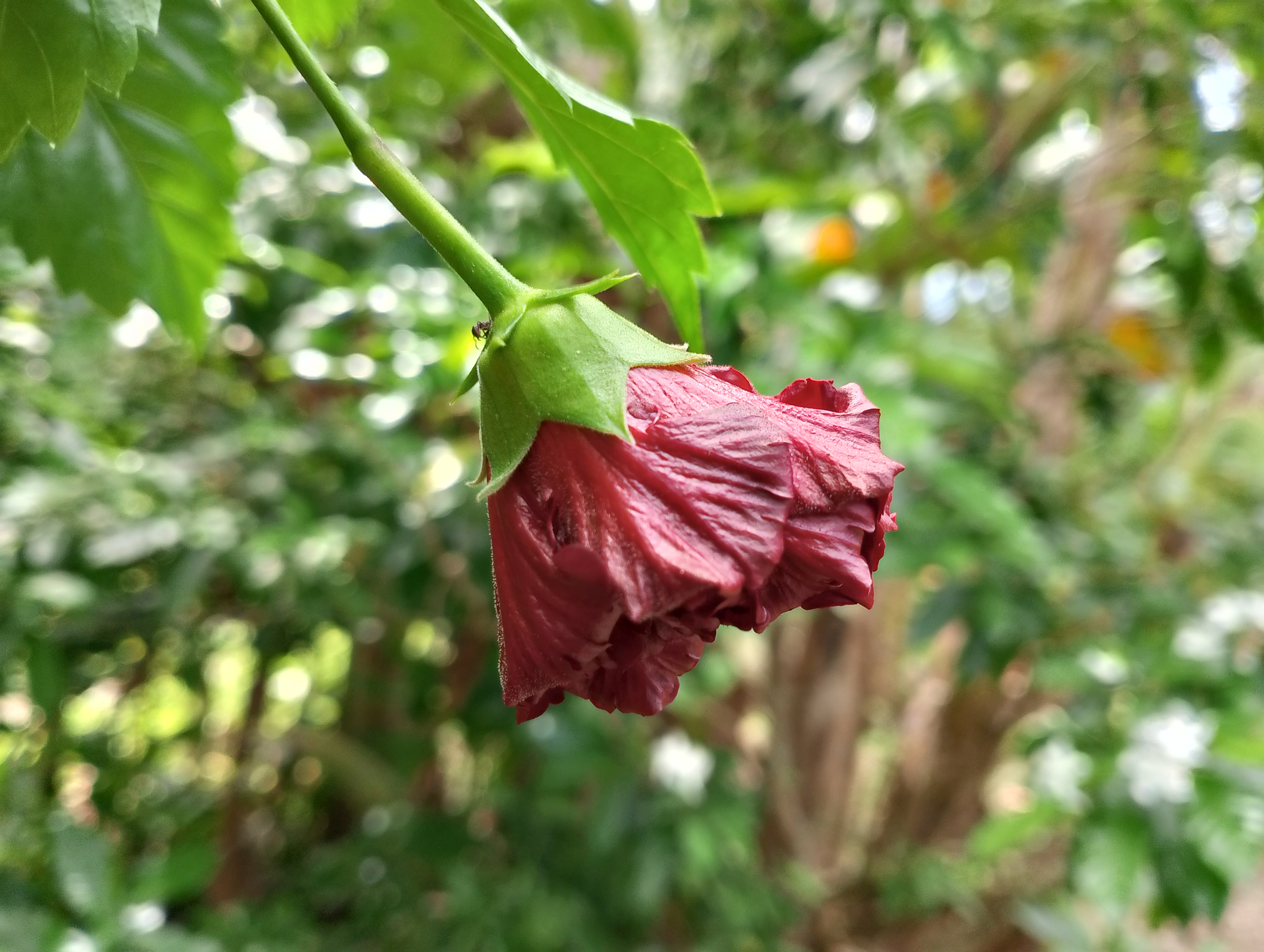 IMG_20250527_102632.jpg