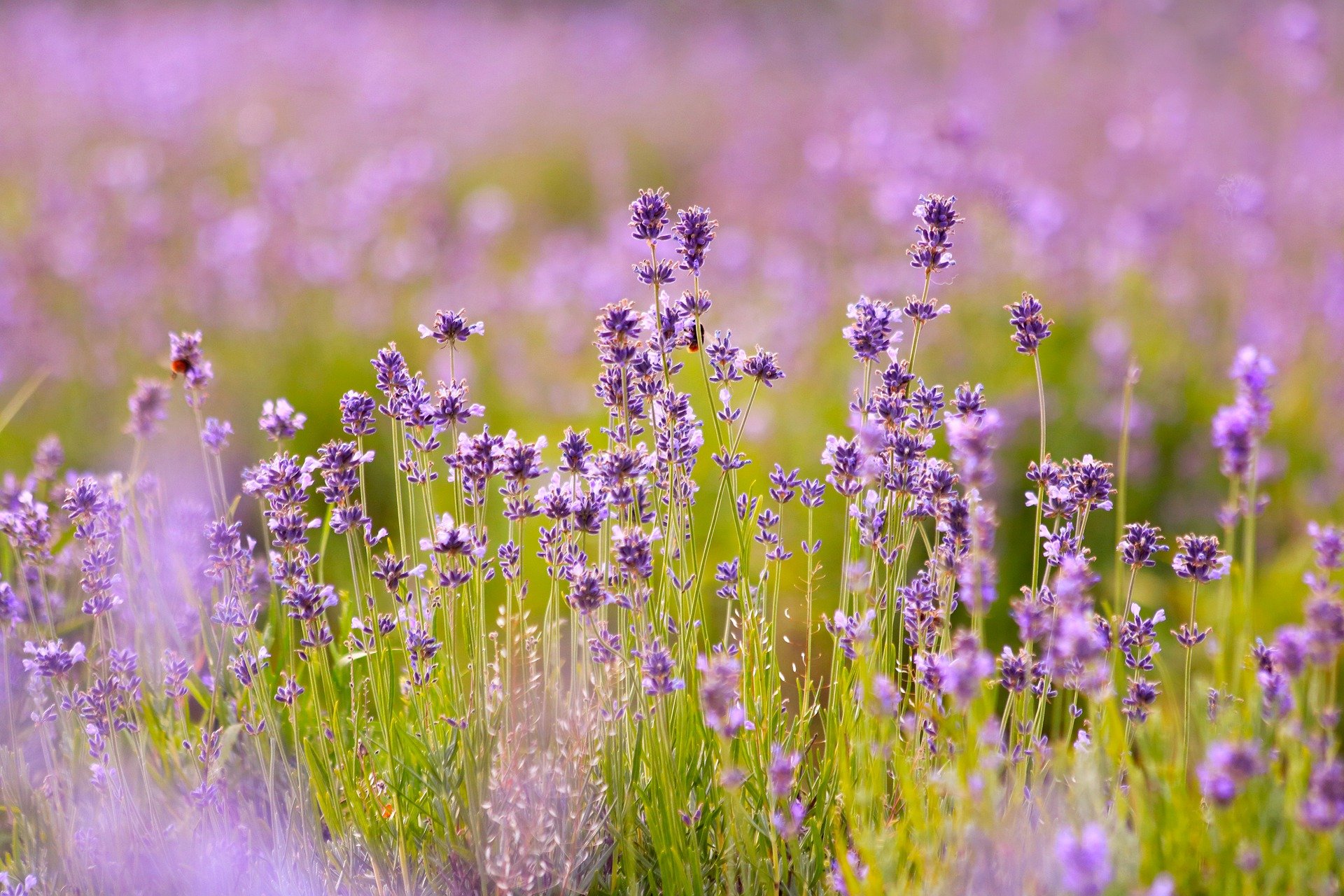 lavenders-6482952_1920.jpg