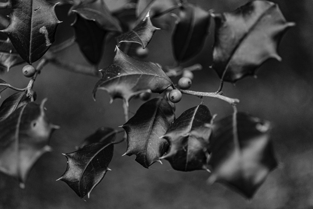 Macro leaves BW (4 of 4).jpg