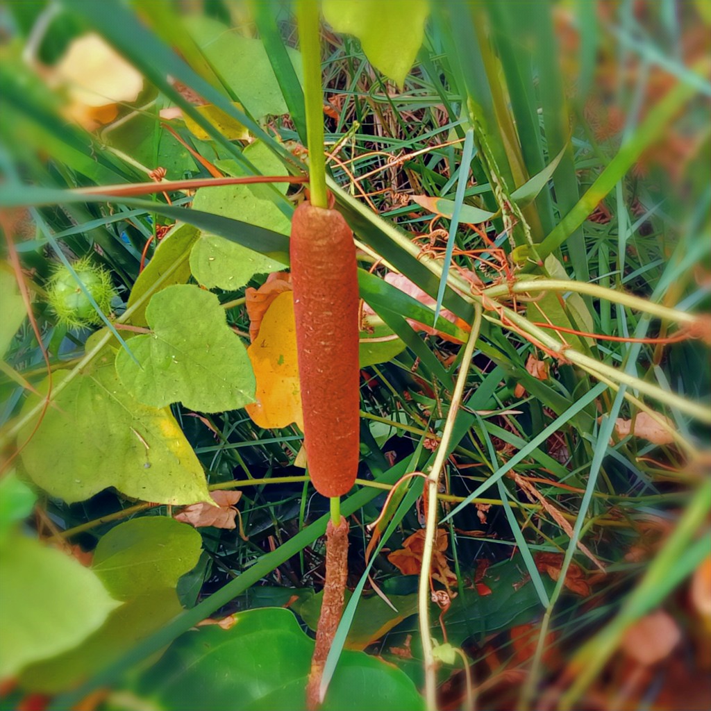 cat-s-tail-plant-that-has-many-benefits-hive