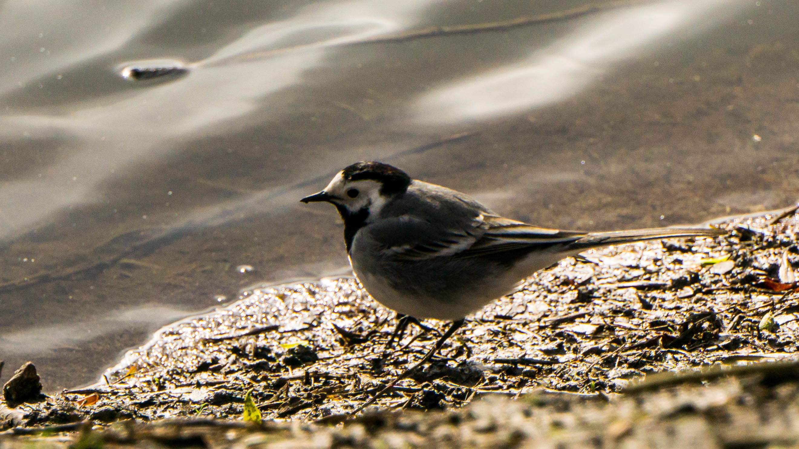 DSC08501-4.jpg
