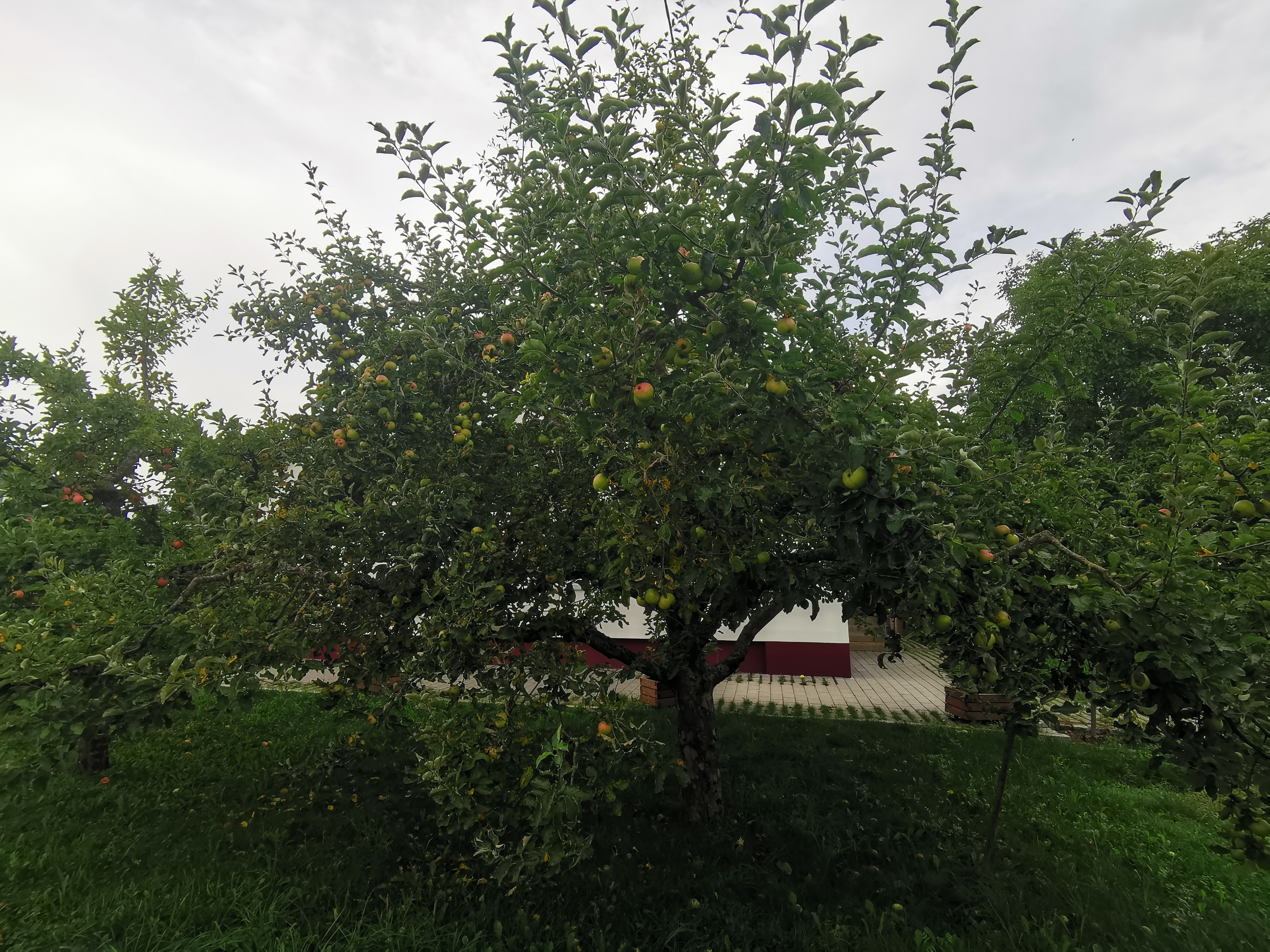 IMG_20230815_094946.jpg