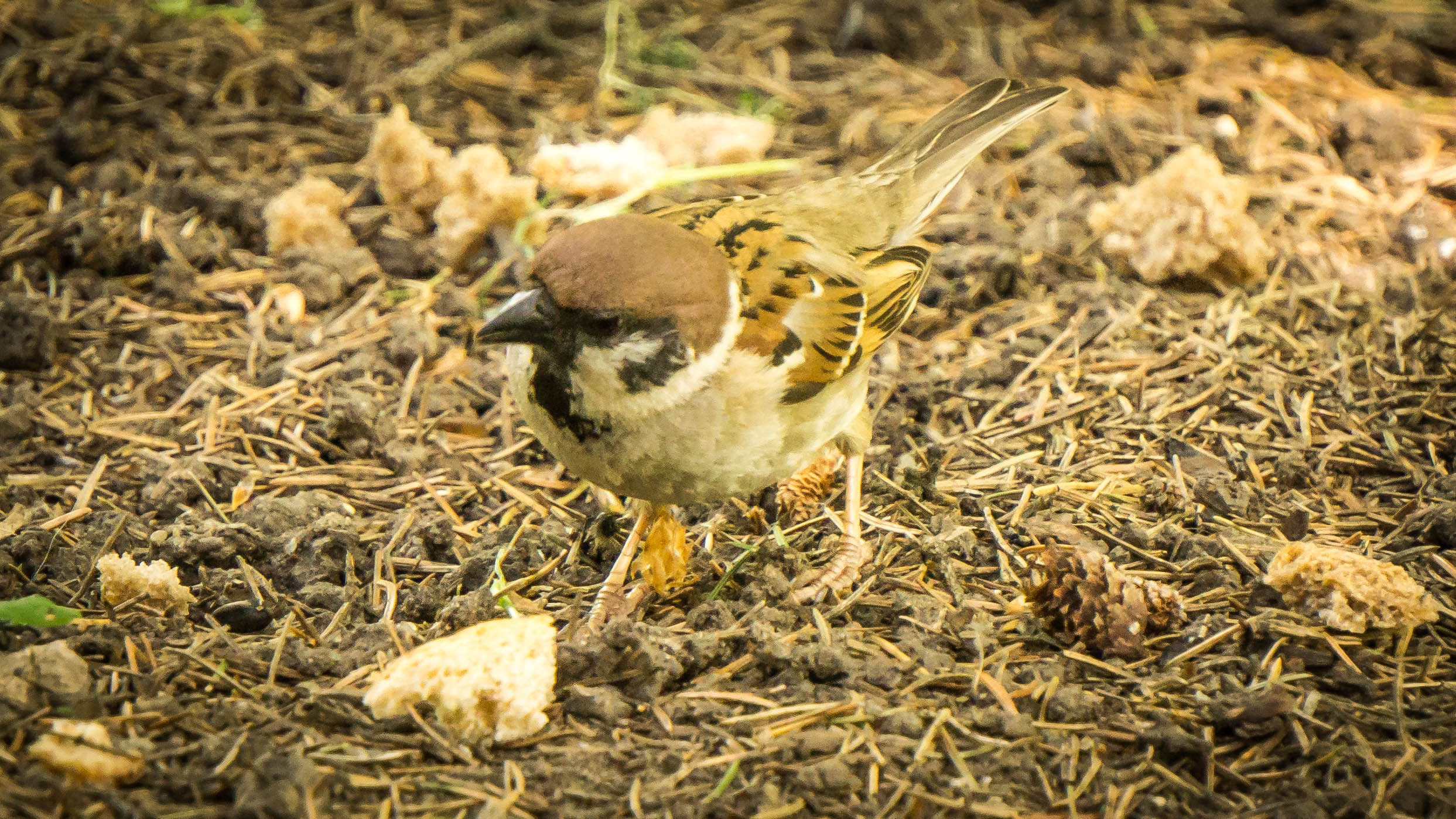 DSC09491-4.jpg