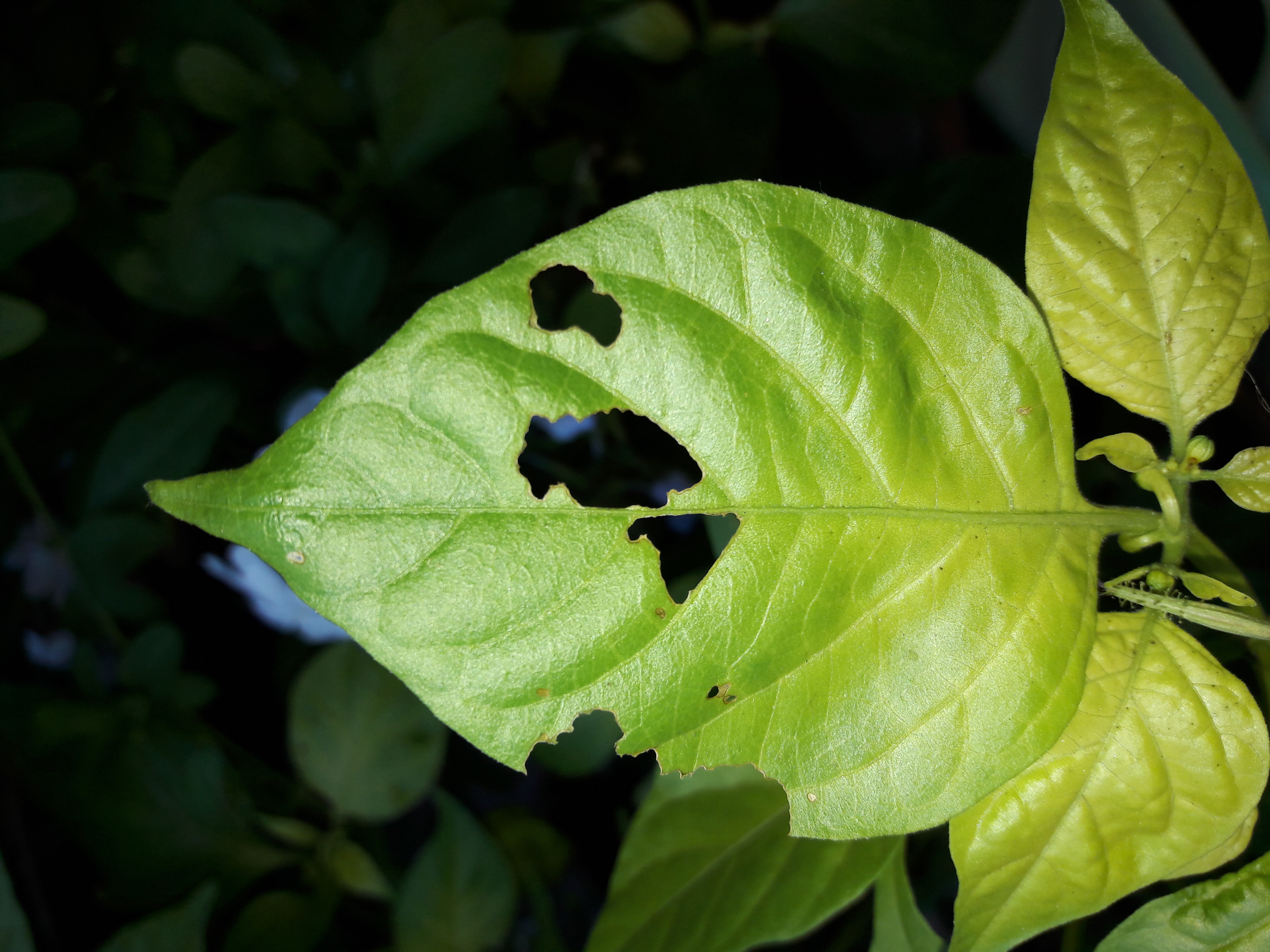 Flora-Leafs-Tree-Publicdomain (42).jpg