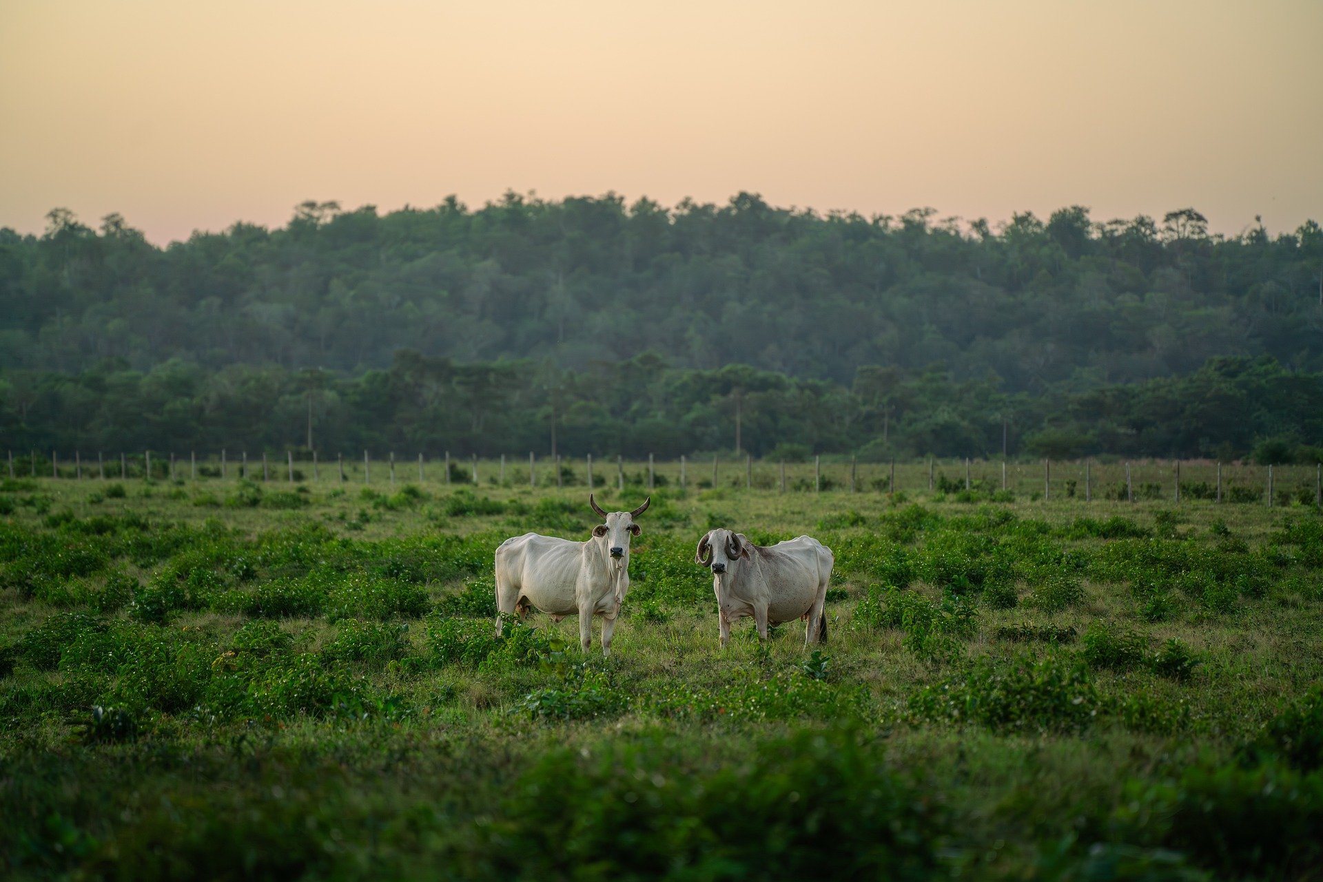 cows-8497701_1920.jpg