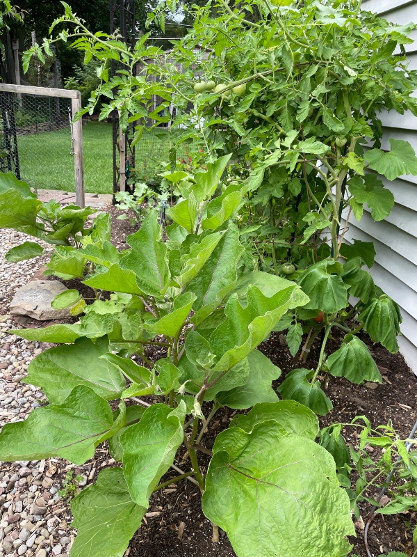 https://images.hive.blog/DQmewAQq63fffLuWAWQNgobEijGqmYEDg5EWxSvwJtwHq6P/hivegarden-harvest-eggplant.jpg