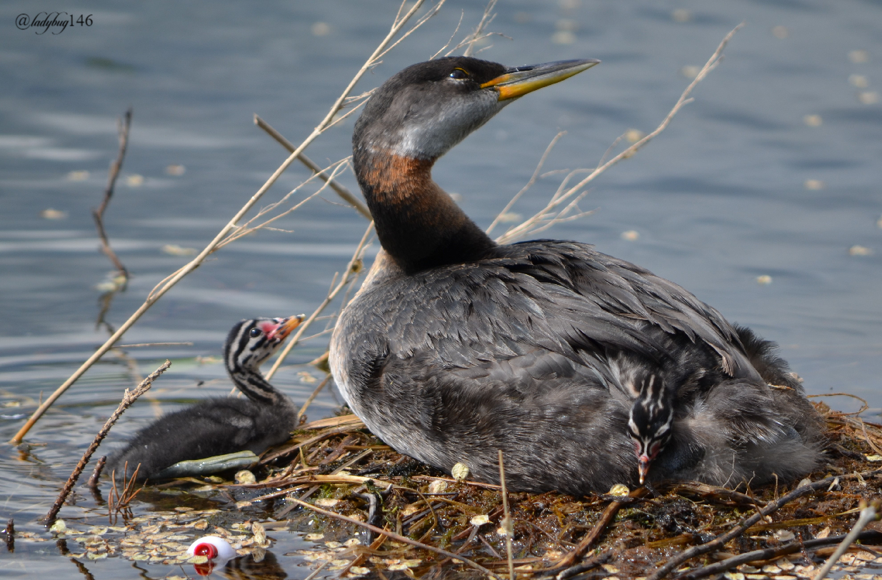 grebe4.jpg