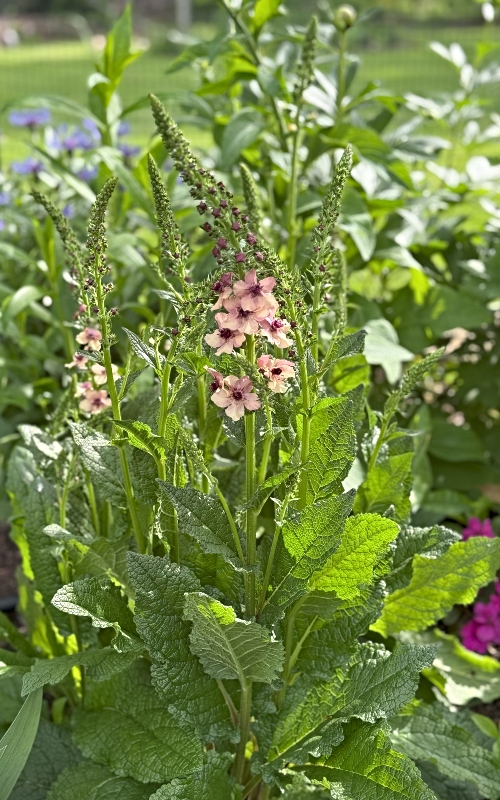 hivegarden-verbascum-2.jpg