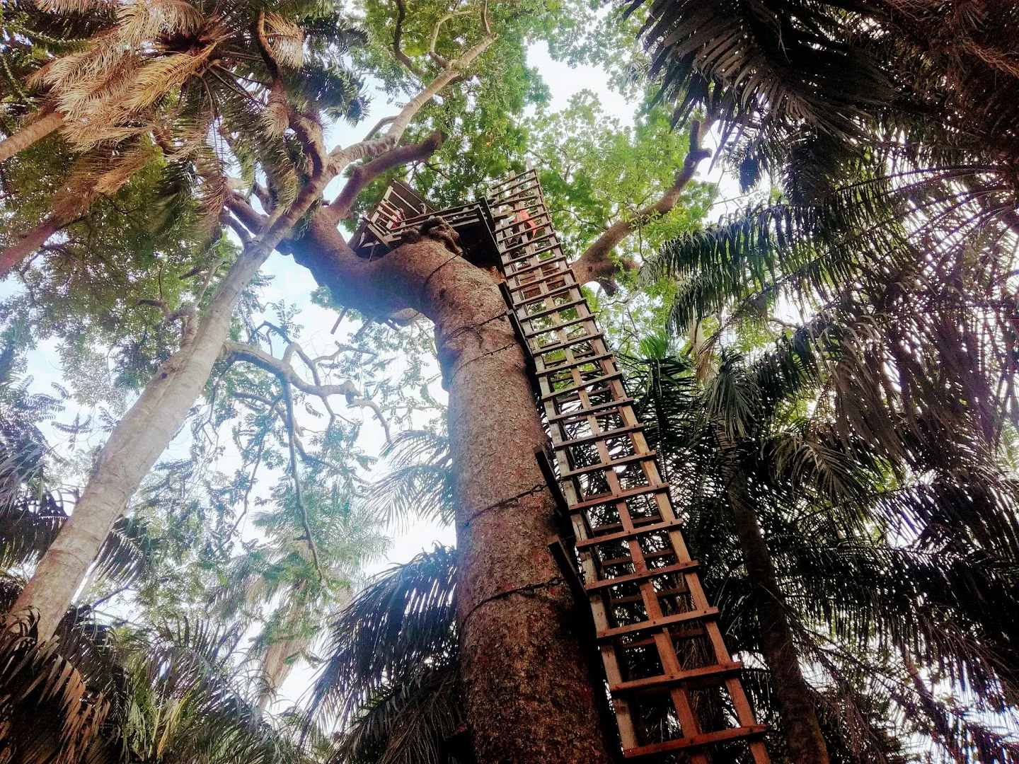 LCC-Canopy-Walkway-Lekki-Nigeria-TortoisePathcom-4-jpeg.webp