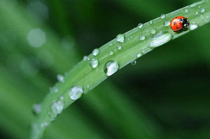 raindrops-574971__480.webp