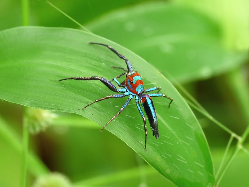 Chrysilla_lauta_of_Kadavoor.jpg