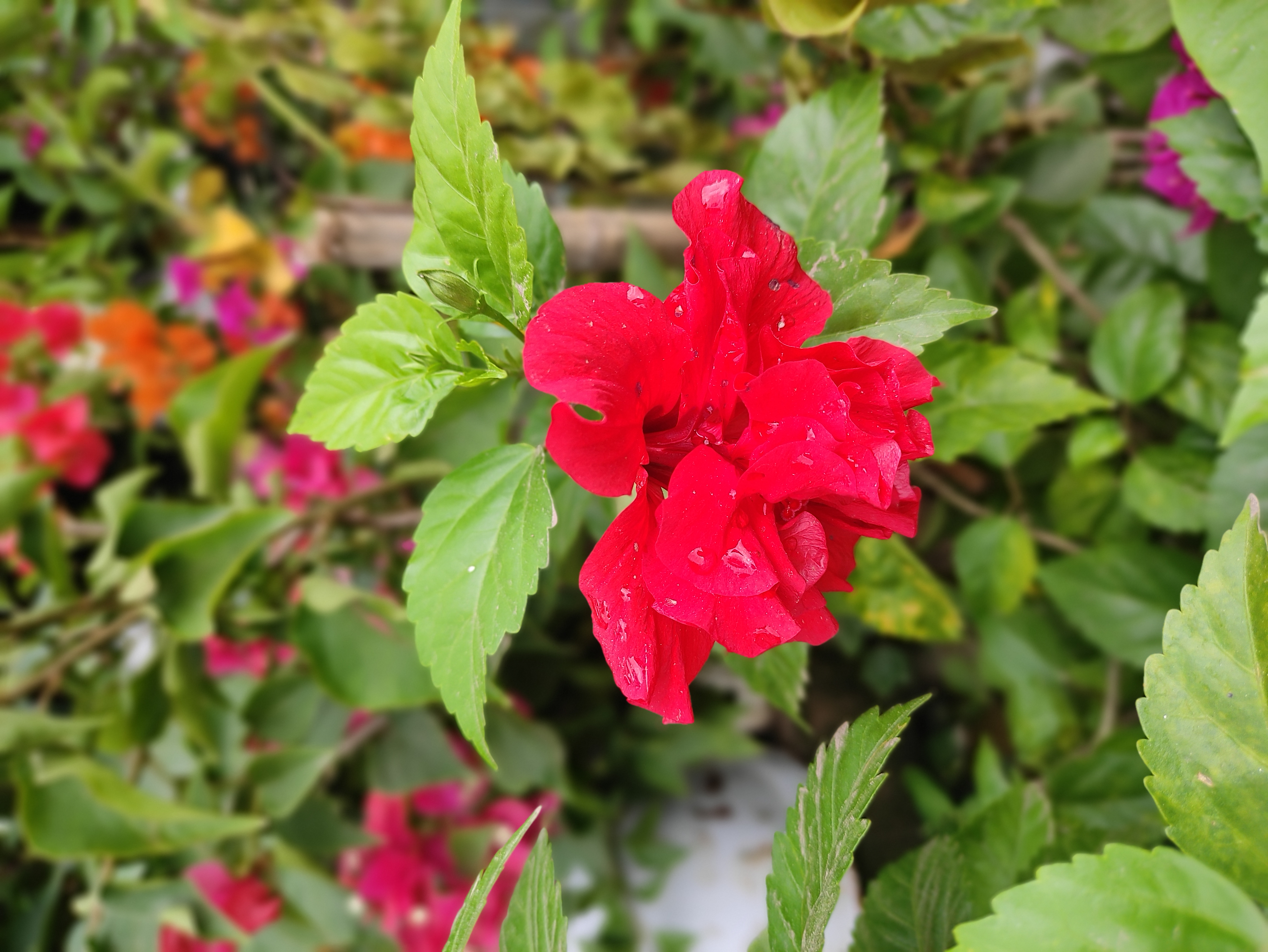 IMG_20250707_153440.jpg