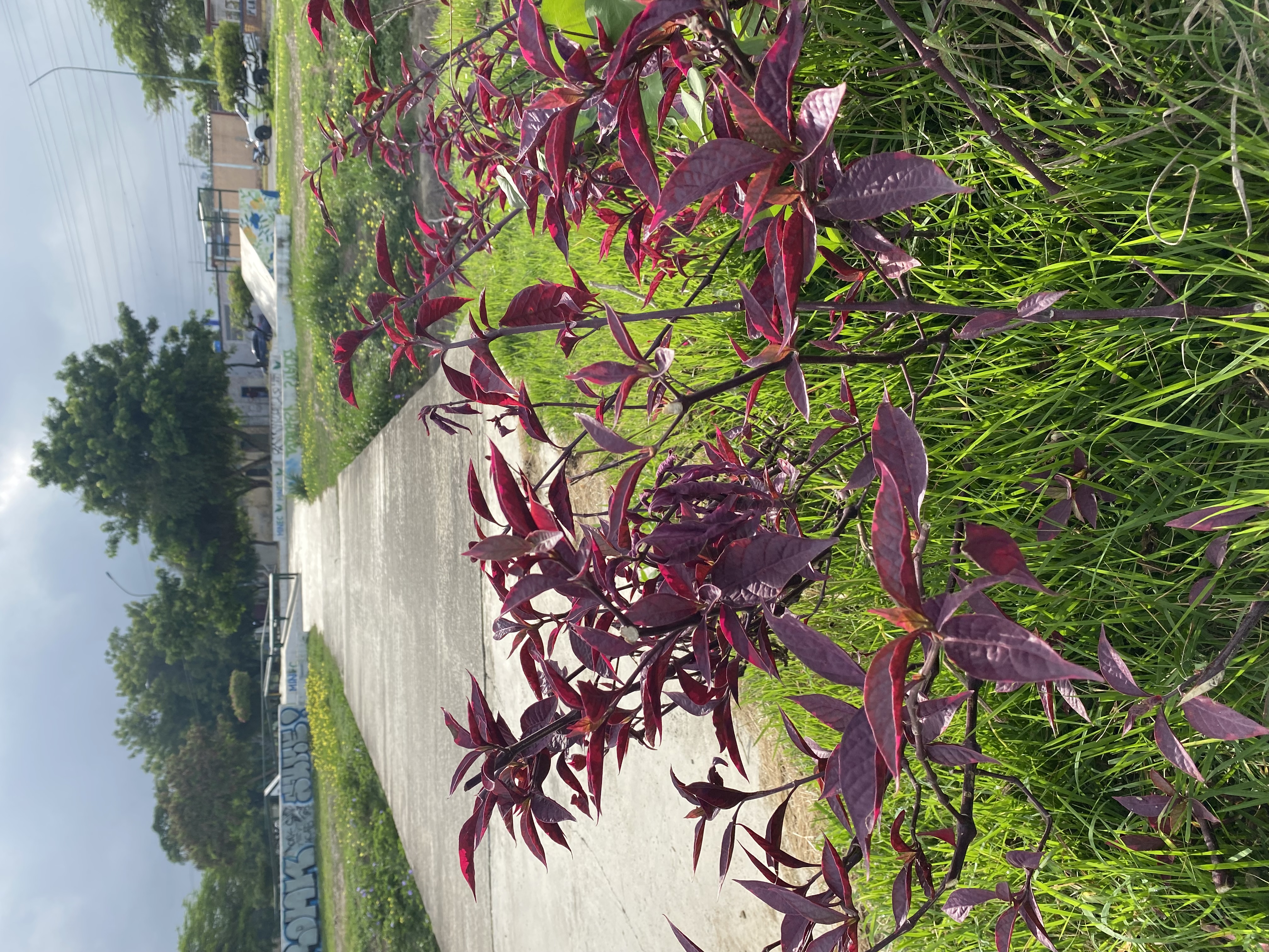 IMG_0125.jpeg