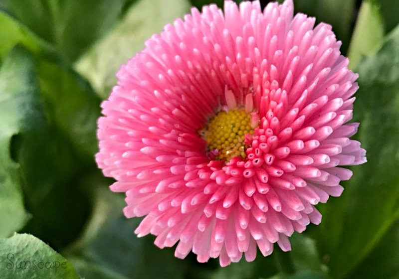 https://images.hive.blog/DQmezKUinm7pfHnAS2q4m4EfanENCUuaPo1qqeWnzUv8RD7/d%2012%20daisy%20english%20bellis.jpg