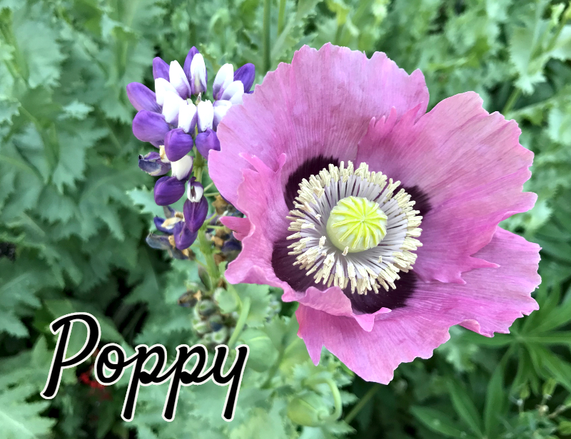 https://images.hive.blog/DQmezqcjQNF6AqFoKYjnGYnsWQEqK1wX7dLC26PggJhUQBs/always%20a%20flower%20poppy%202.jpg