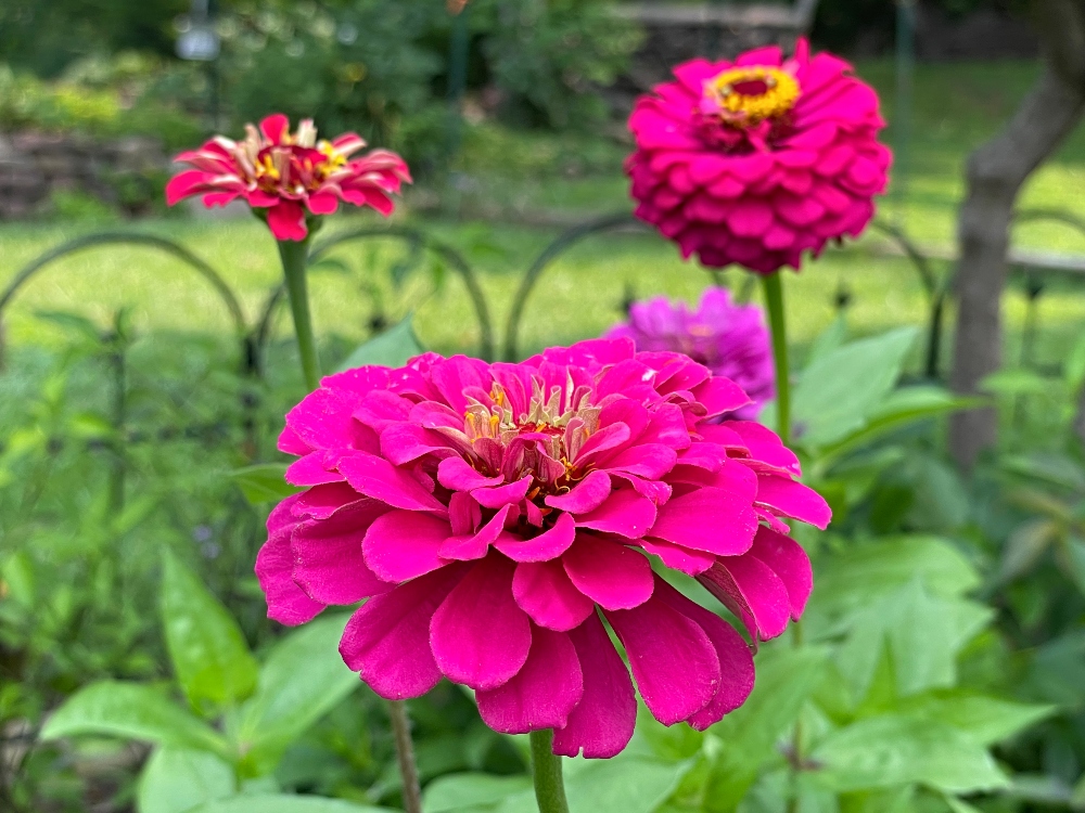 https://images.hive.blog/DQmezuwiwXtC7b7LpzzEjpaU2YzfRmh2U1BnUg1hLYCea7L/garden-flowers-1-zinnia.jpg