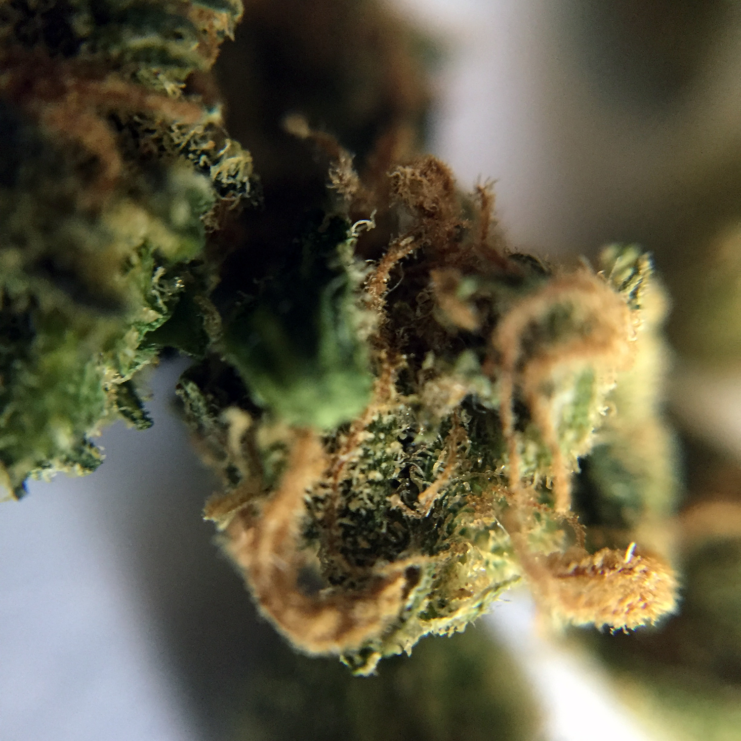 Hawaiian Haze Macro 4.jpg