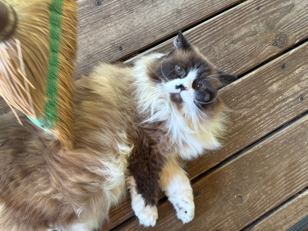 caturday-cat-broom-4.jpg
