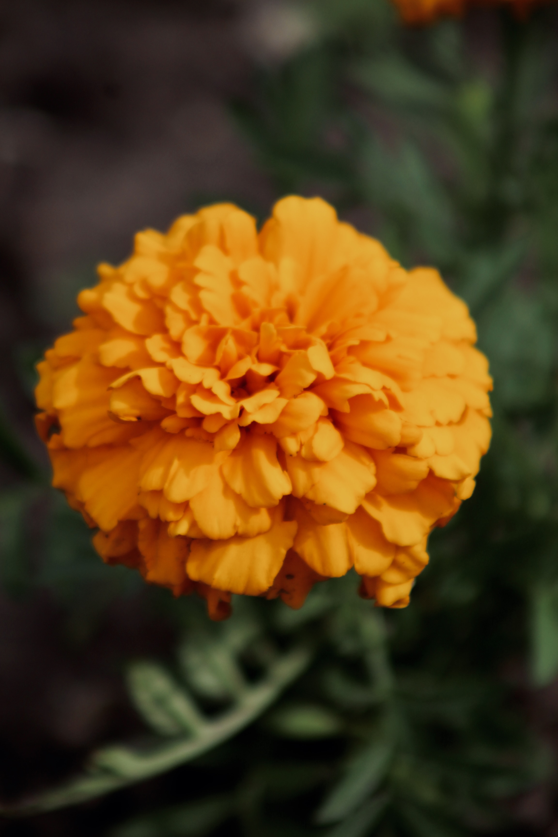 IMG_3339.jpeg