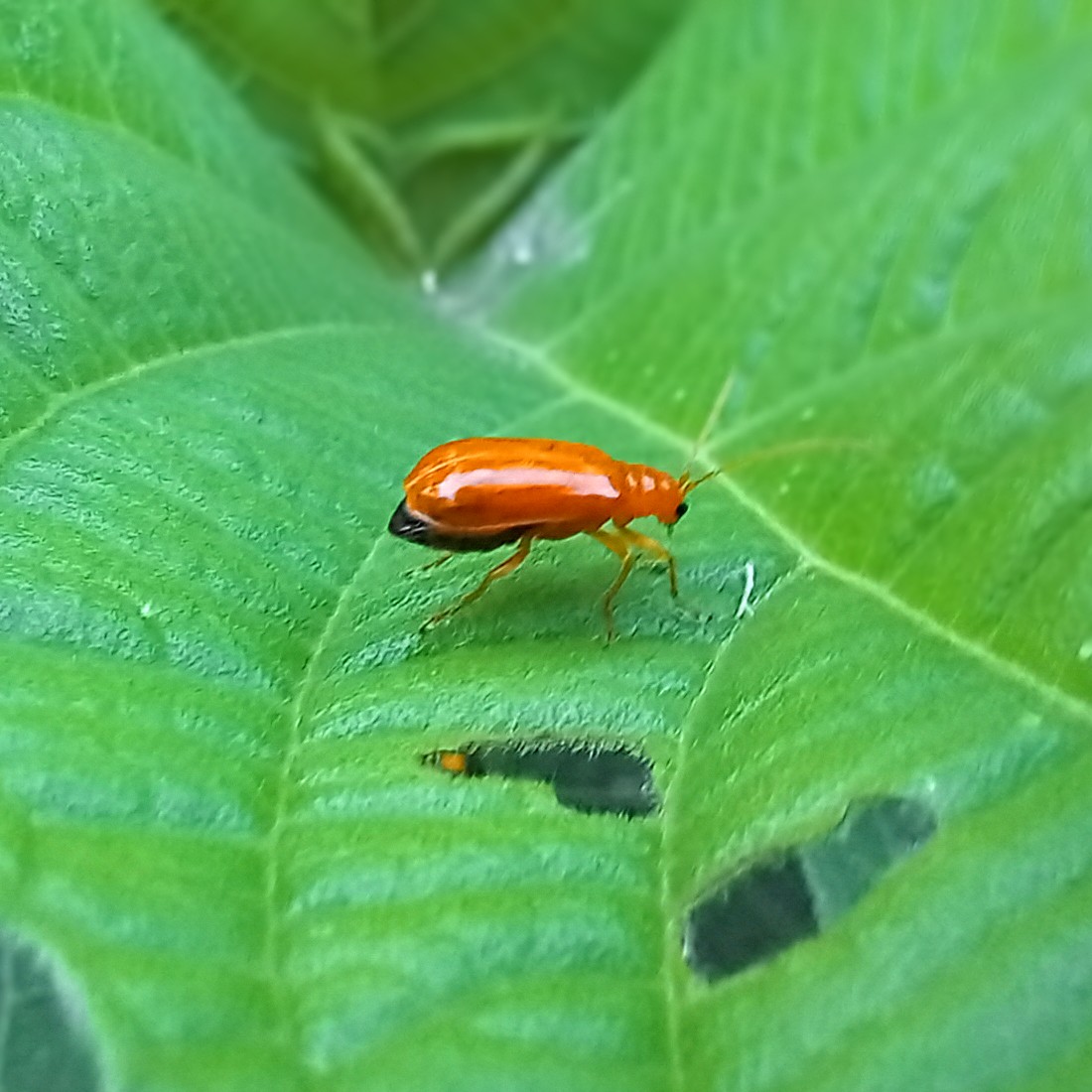 20250627_054447~2.jpg