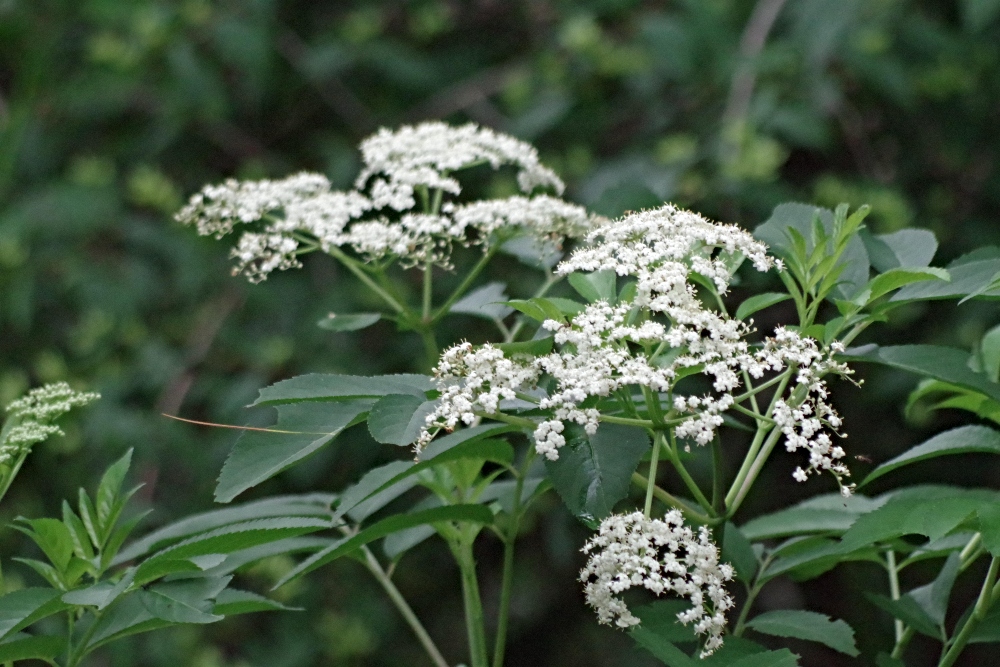 garden-elderberry.jpg