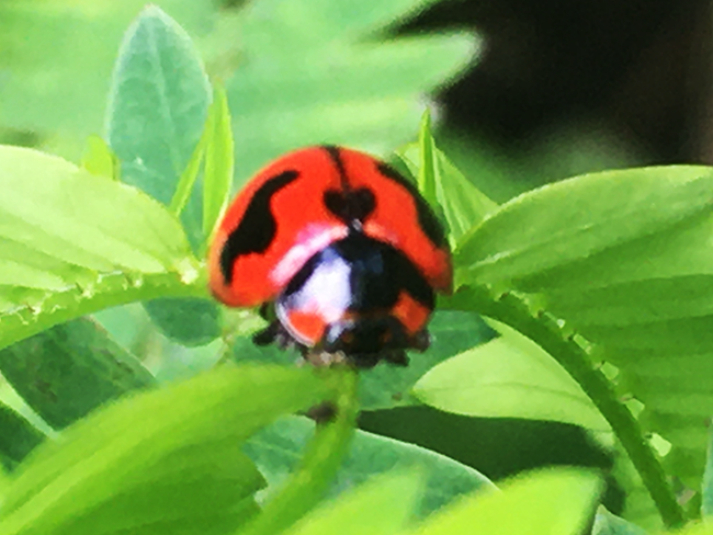 IMG_2051a.png