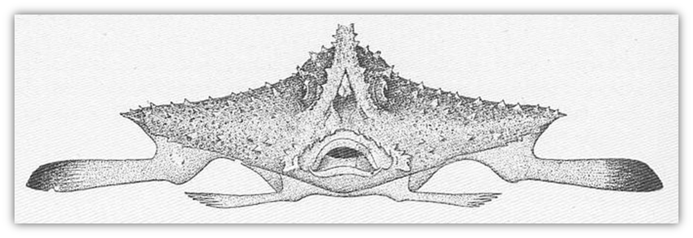 File:Mornell, nasa, artilugio para pescar anguilas y peces (Delta del  Ebro).jpg - Wikimedia Commons
