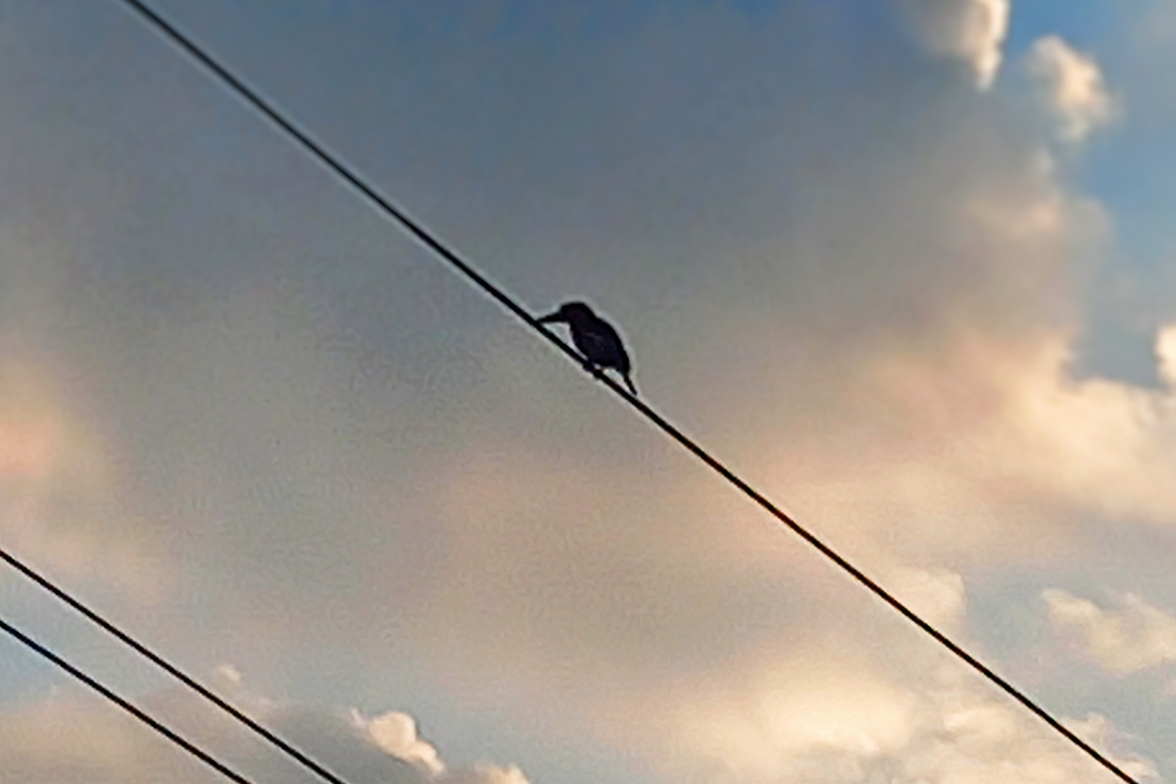 20250713_055128~2.jpg