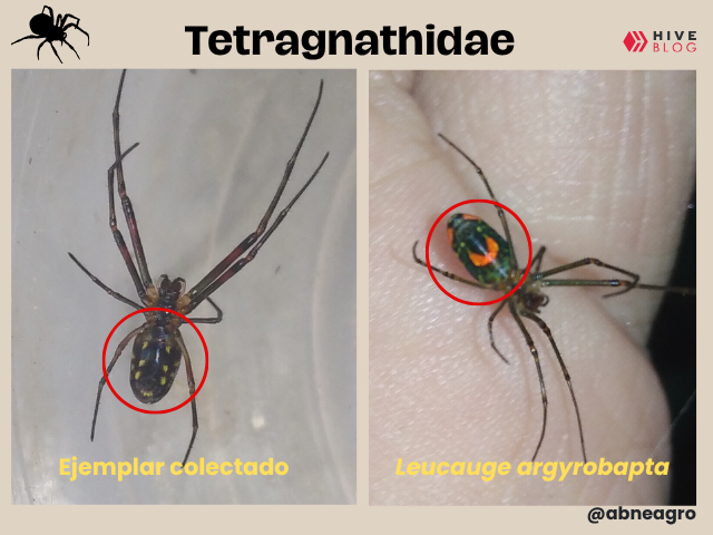 portada (2).png