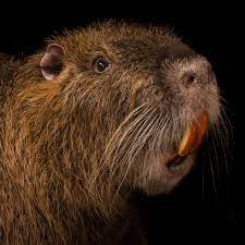  "nutria.jpg"