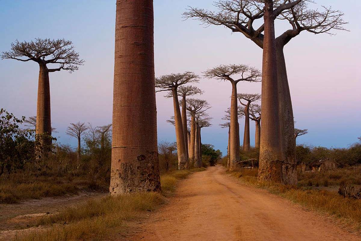 baobab-trees-in-madagascar.jpg