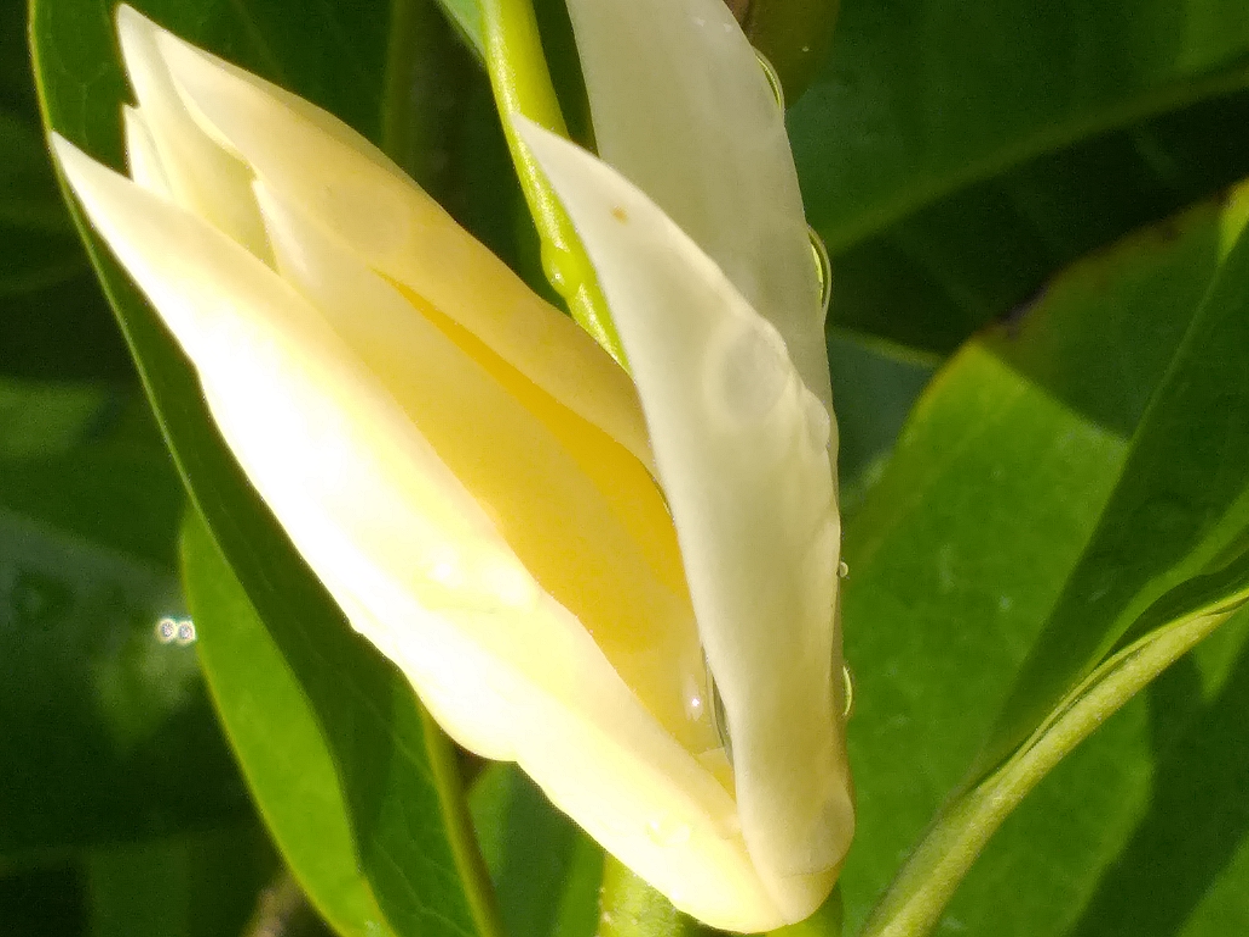 white flower8.jpg