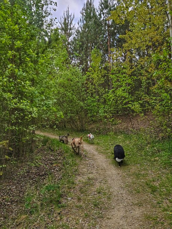 Evening Trail Run